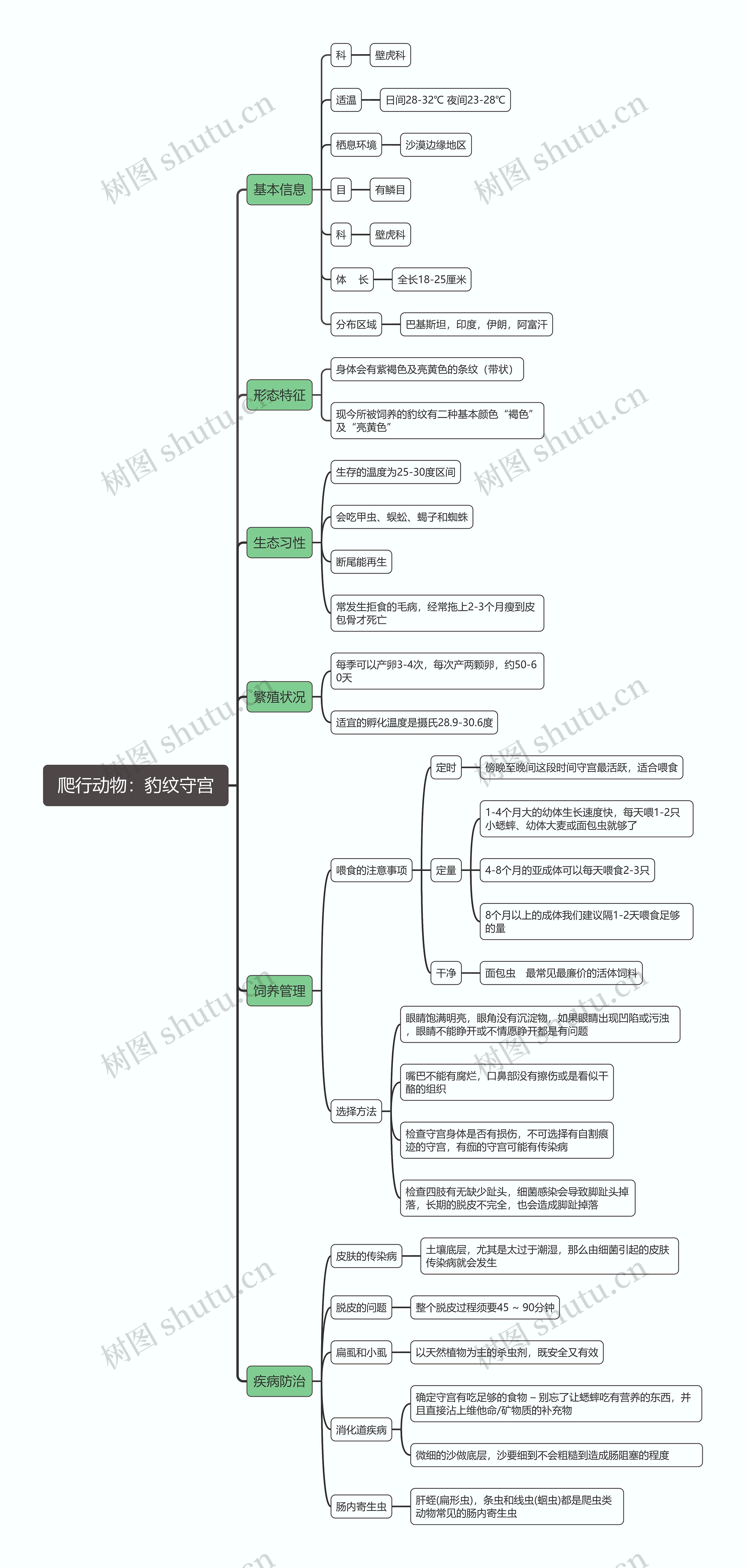 爬行动物：豹纹守宫