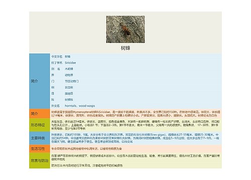 树蜂思维导图