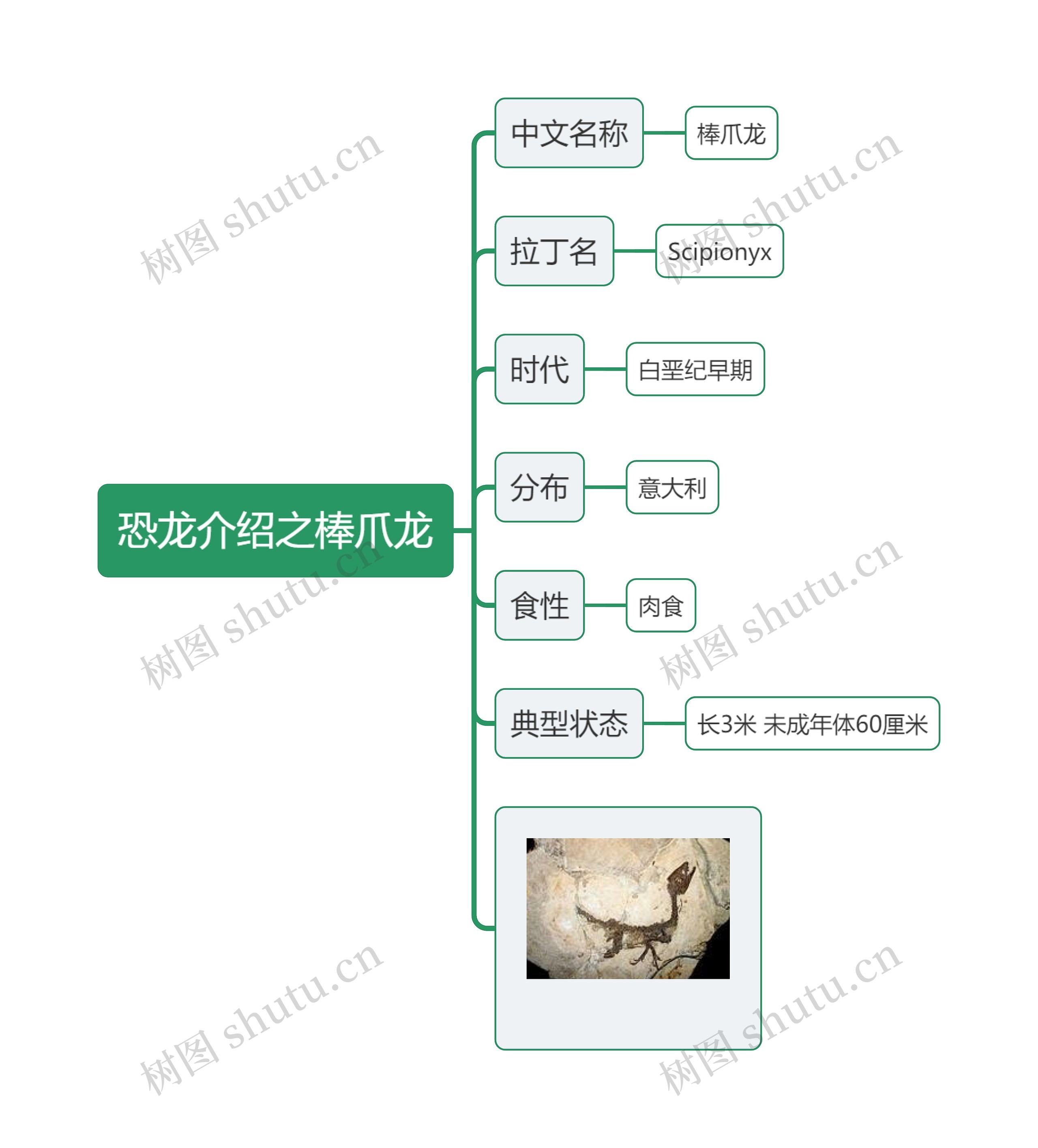 恐龙介绍之棒爪龙思维导图