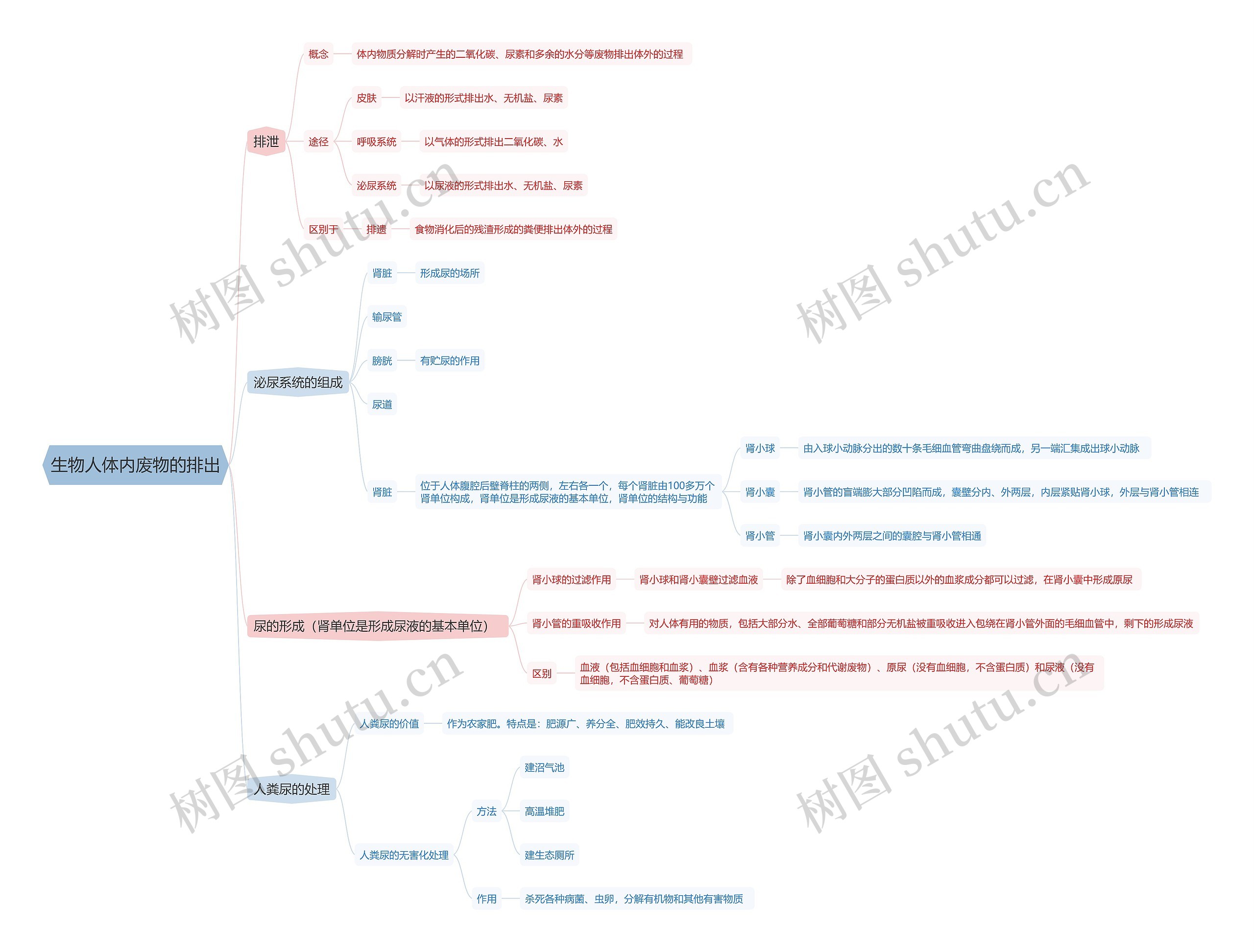生物人体内废物的排出思维导图