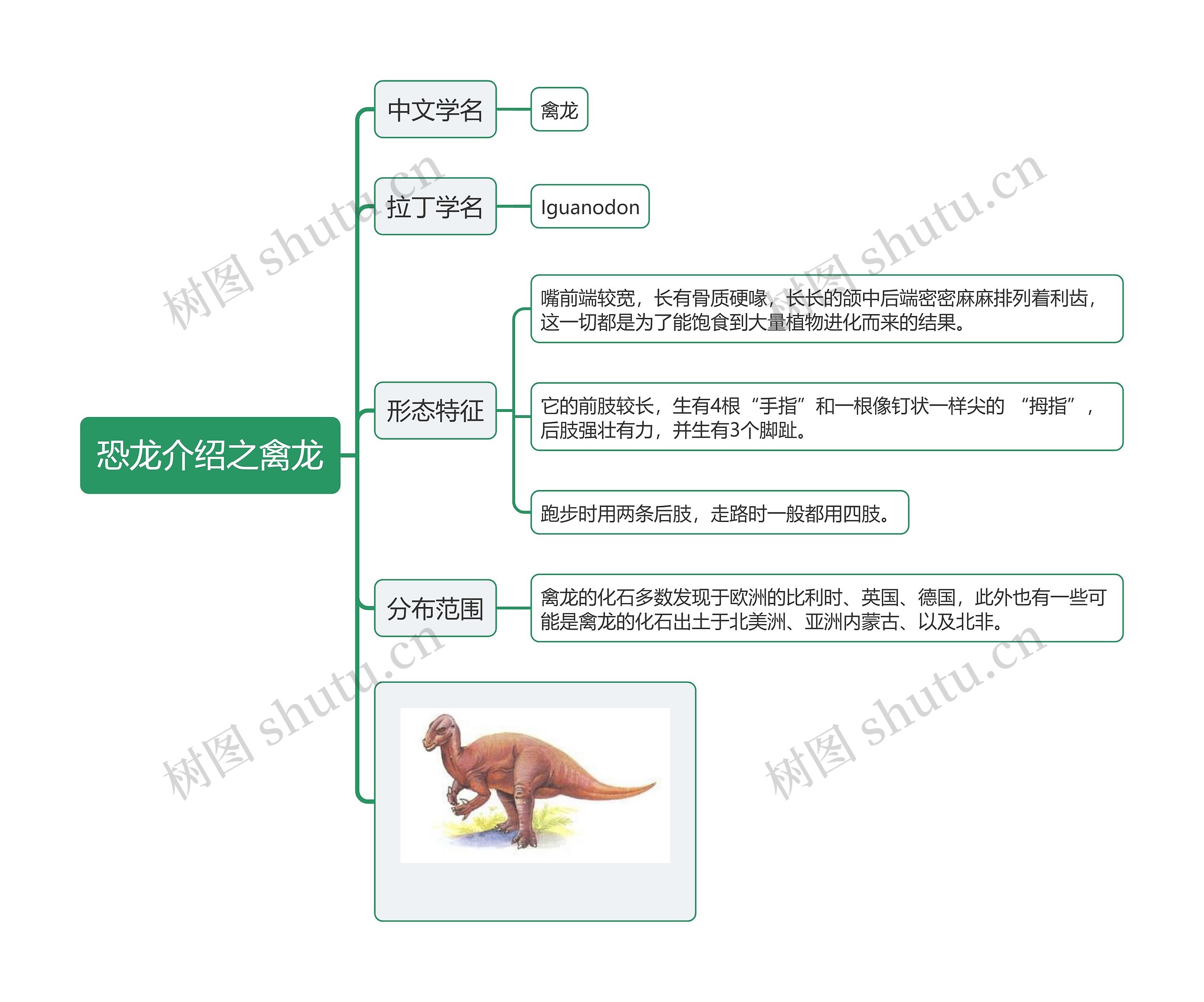 恐龙介绍之禽龙思维导图