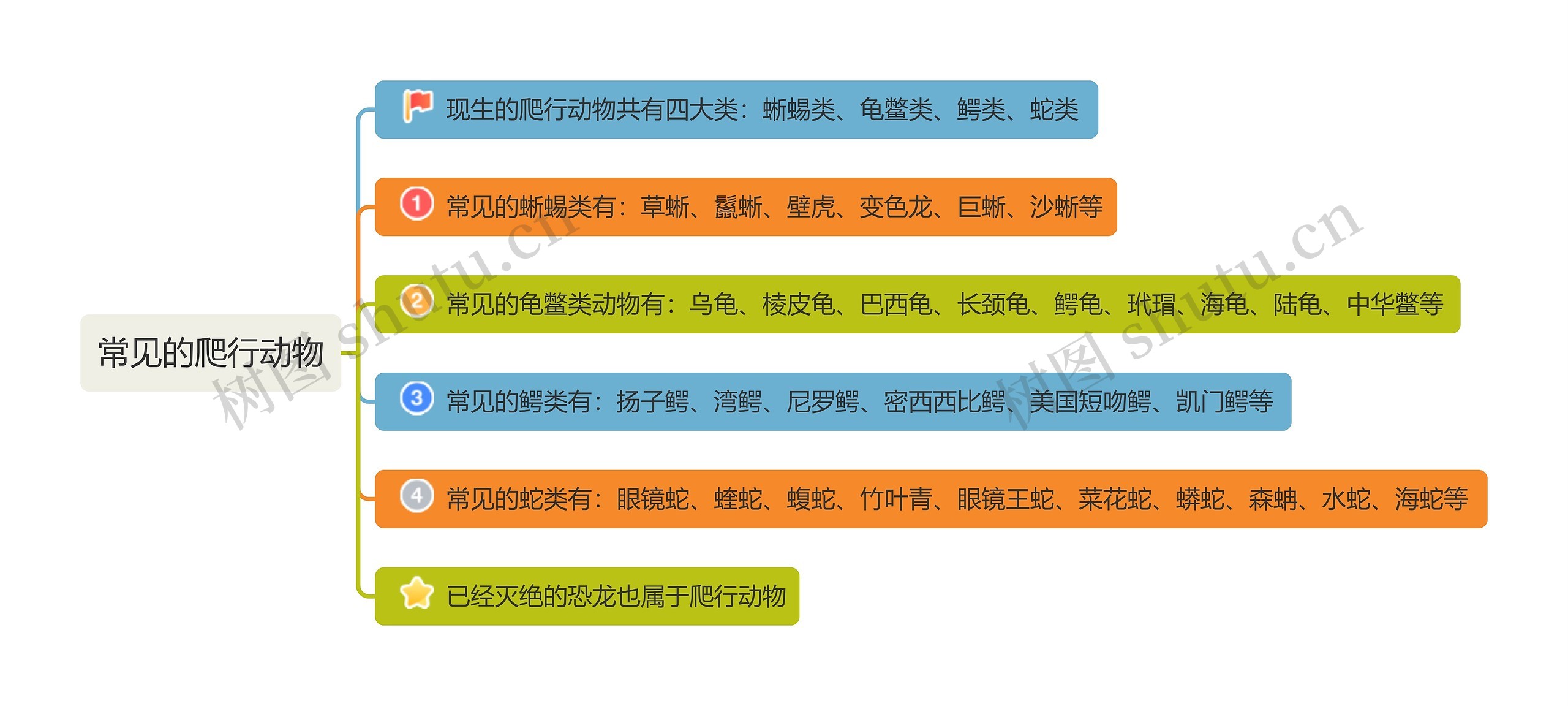 常见的爬行动物思维导图