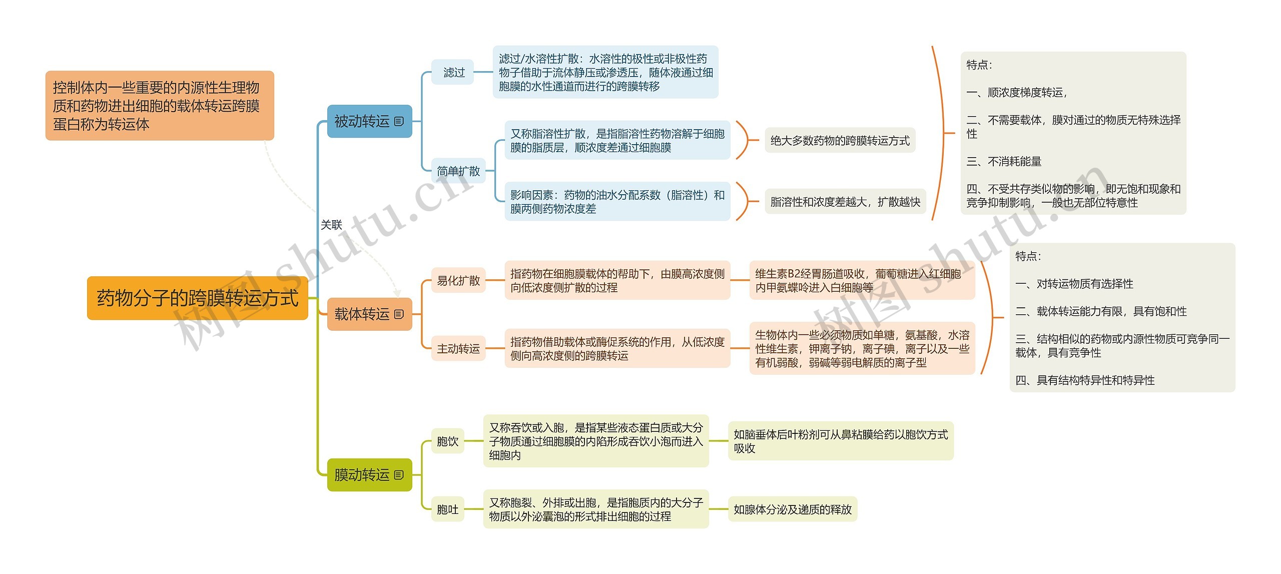 药物分子的跨膜转运方式思维导图