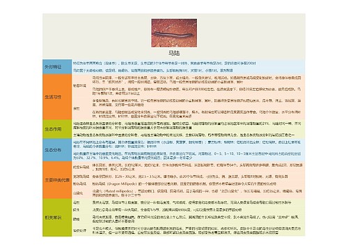 马陆思维导图