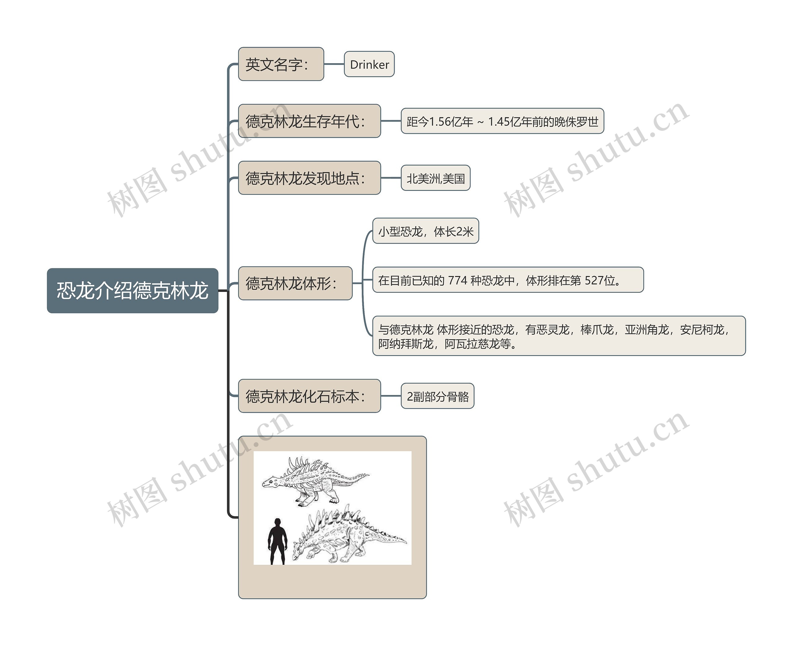 恐龙介绍德克林龙思维导图高清图 恐龙介绍德克林龙思维导图