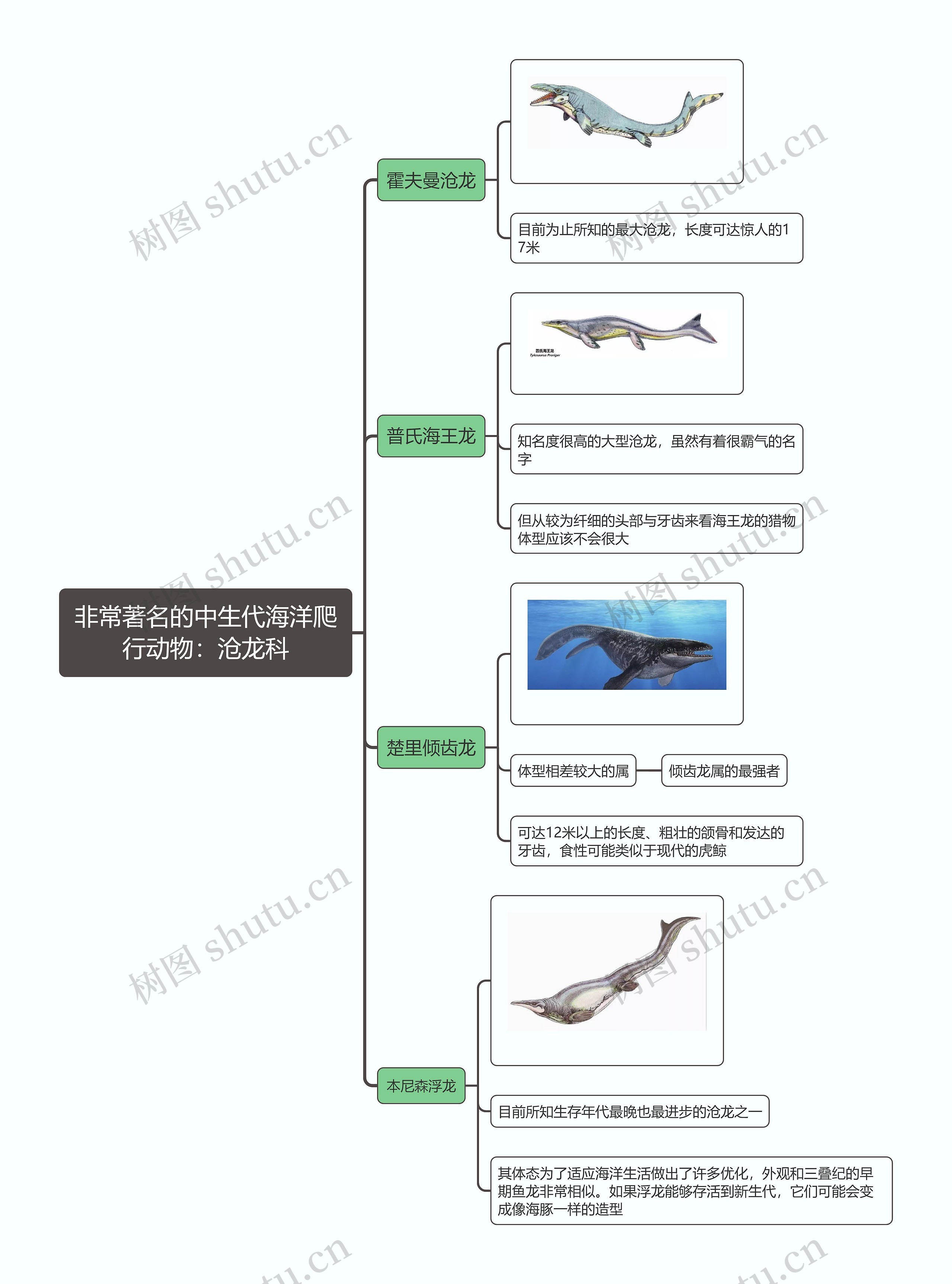 非常著名的中生代海洋爬行动物：沧龙科