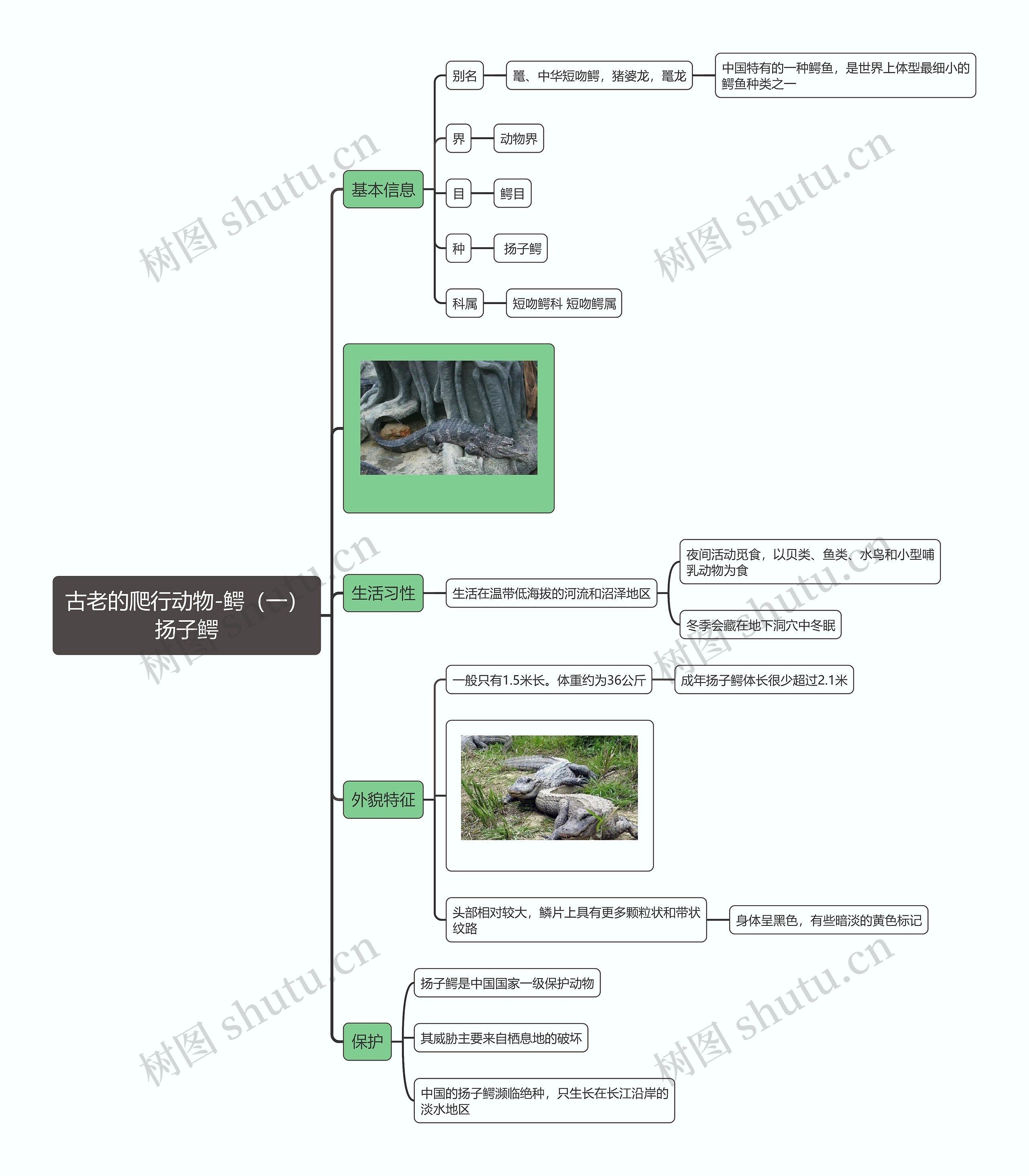 古老的爬行动物-鳄（一）扬子鳄思维导图