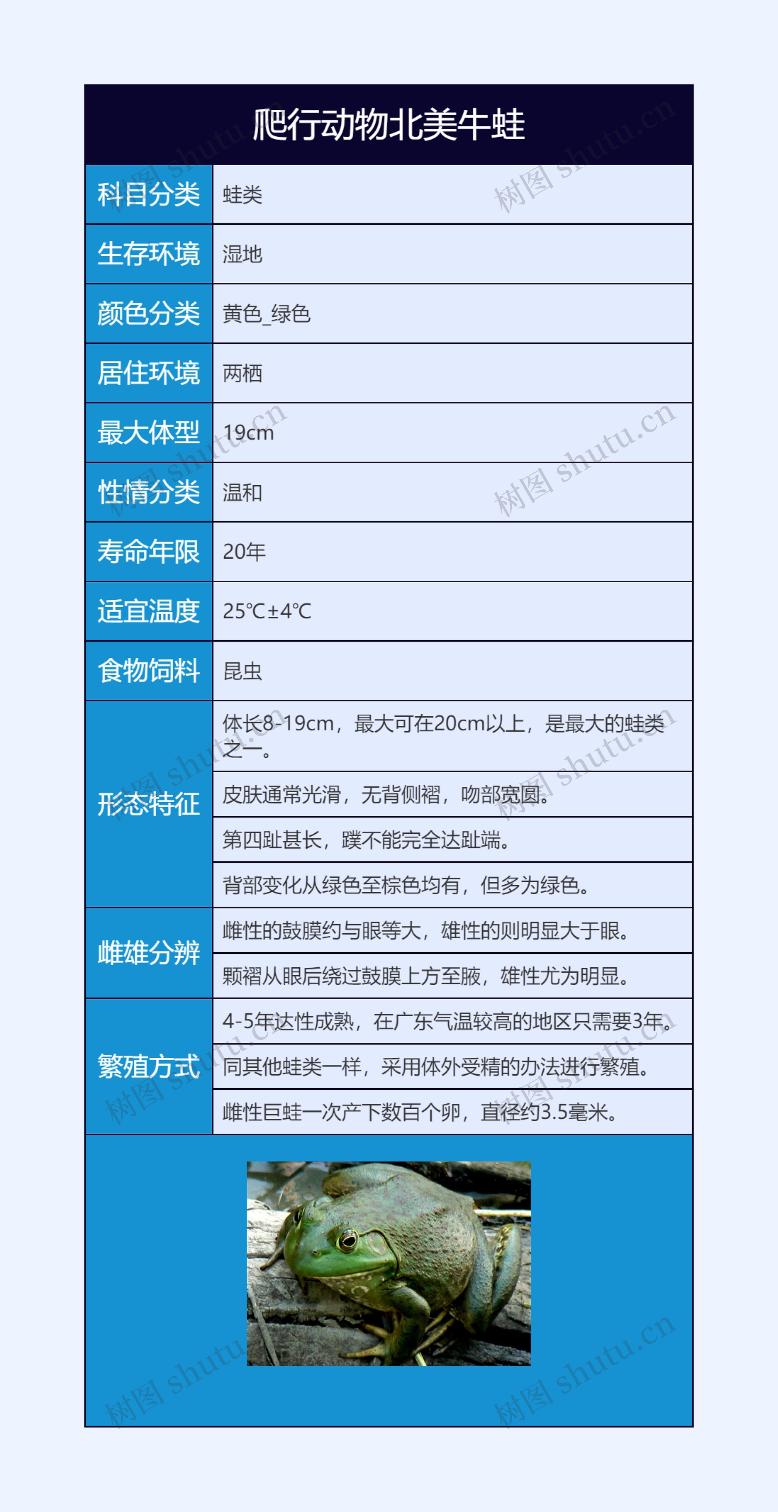 爬行动物北美牛蛙