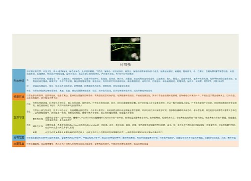竹节虫思维导图