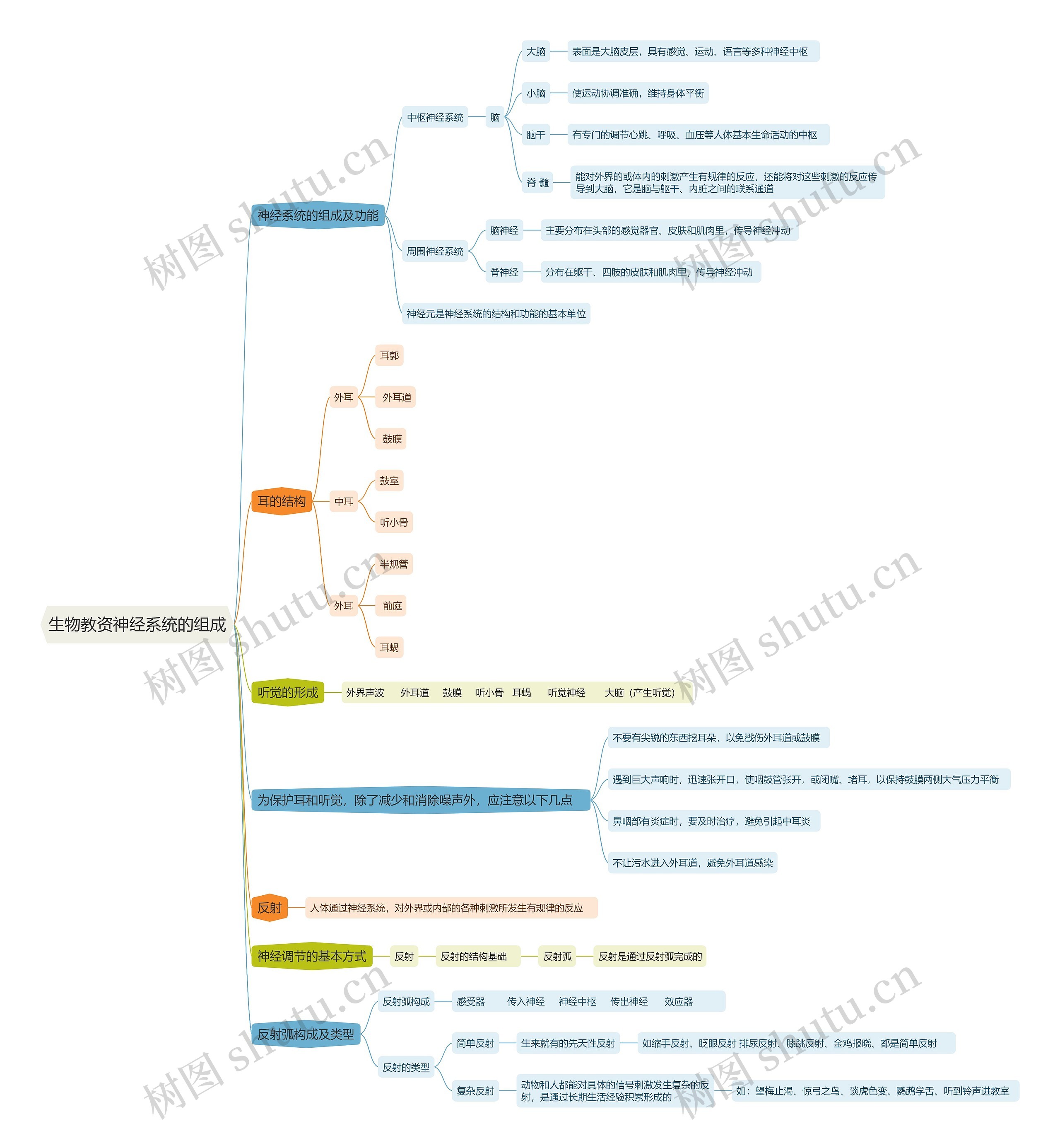 生物教资神经系统的组成思维导图
