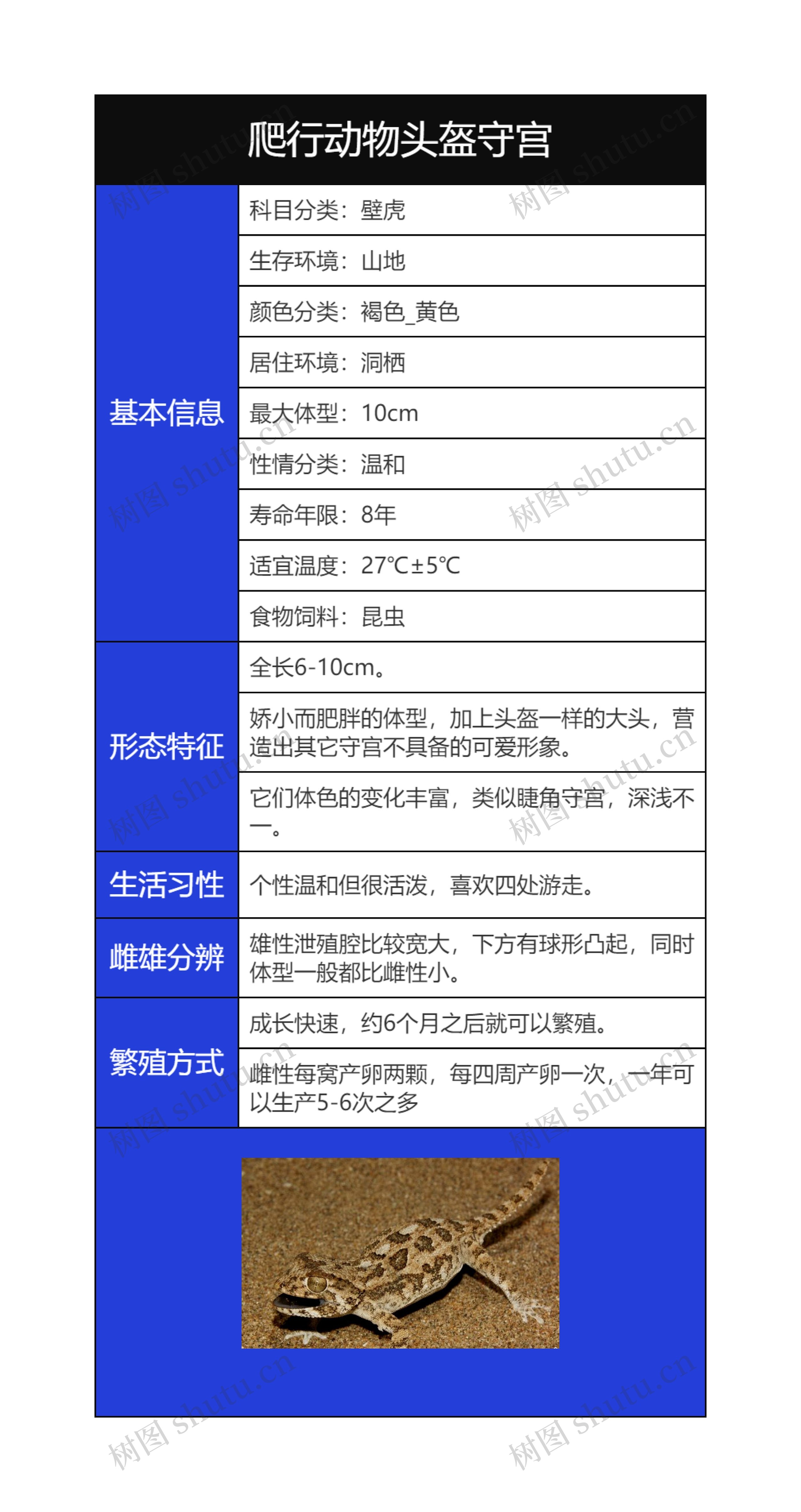 爬行动物头盔守宫