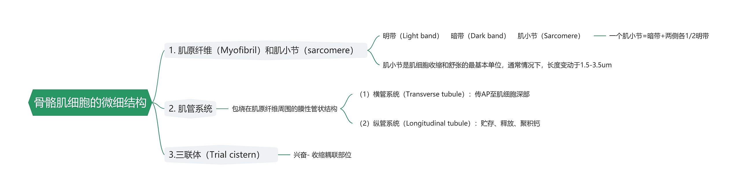 骨骼肌细胞的微细结构思维导图