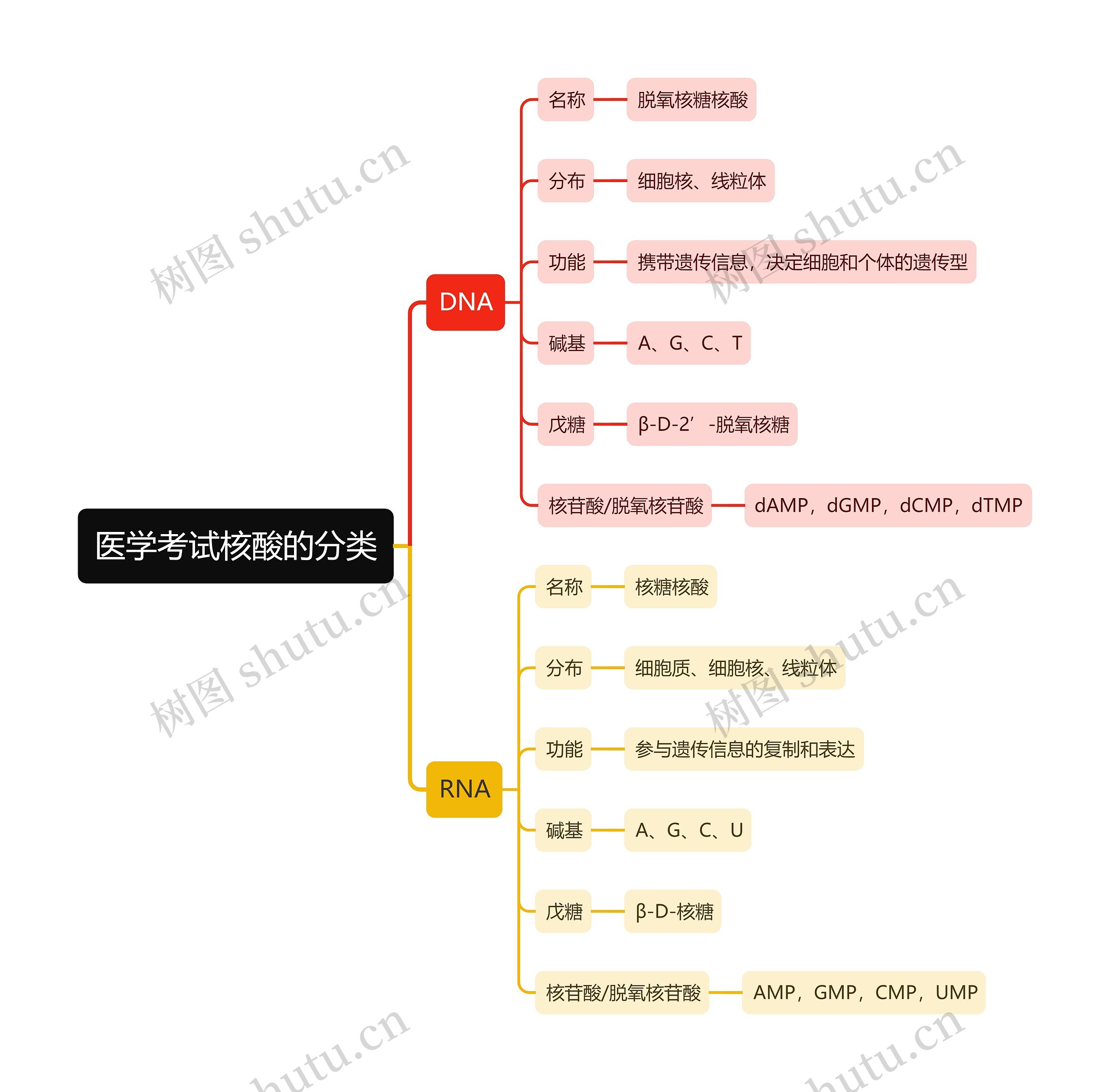 医学考试核酸的分类思维导图