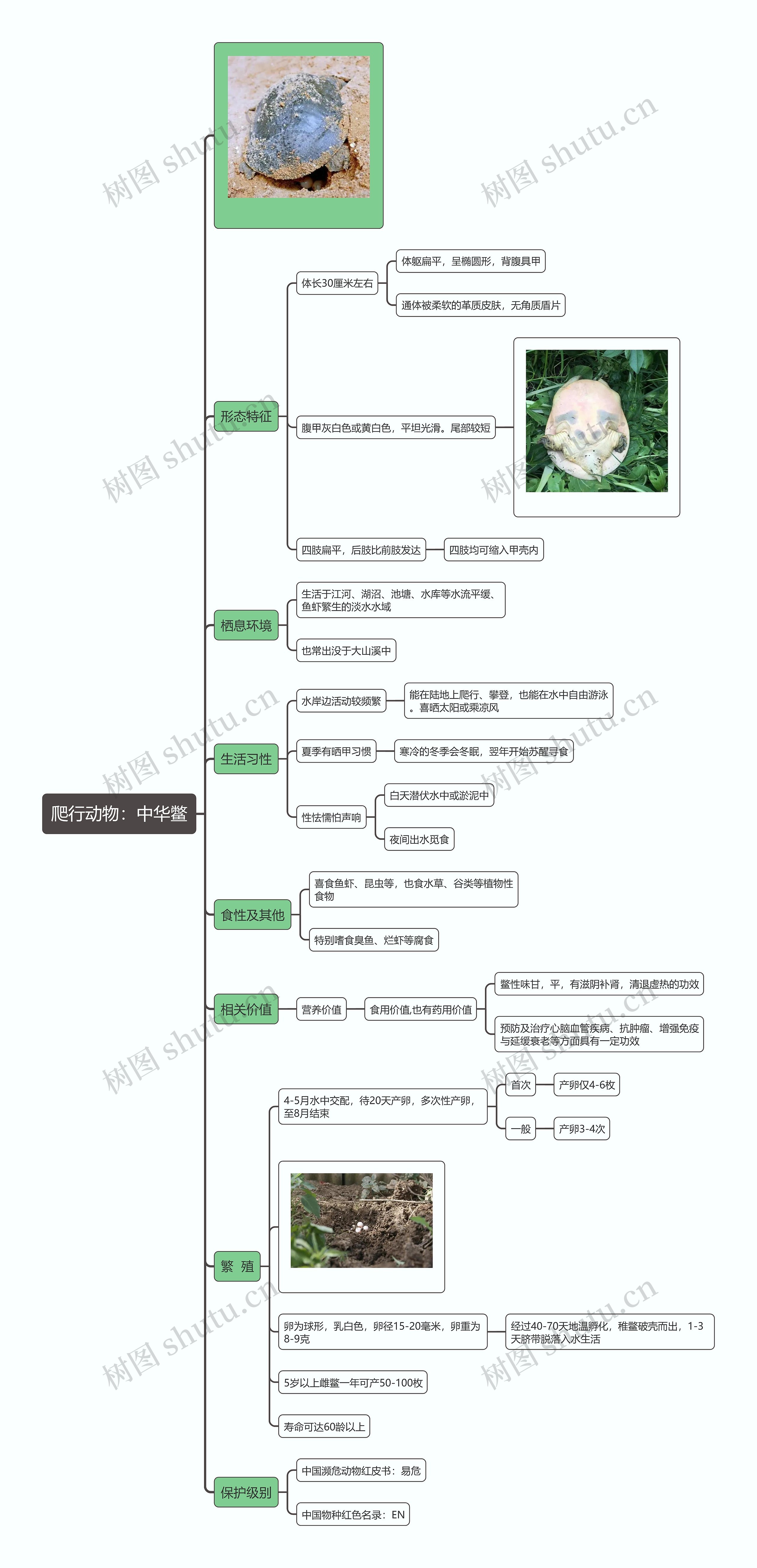 爬行动物：中华鳖思维导图
