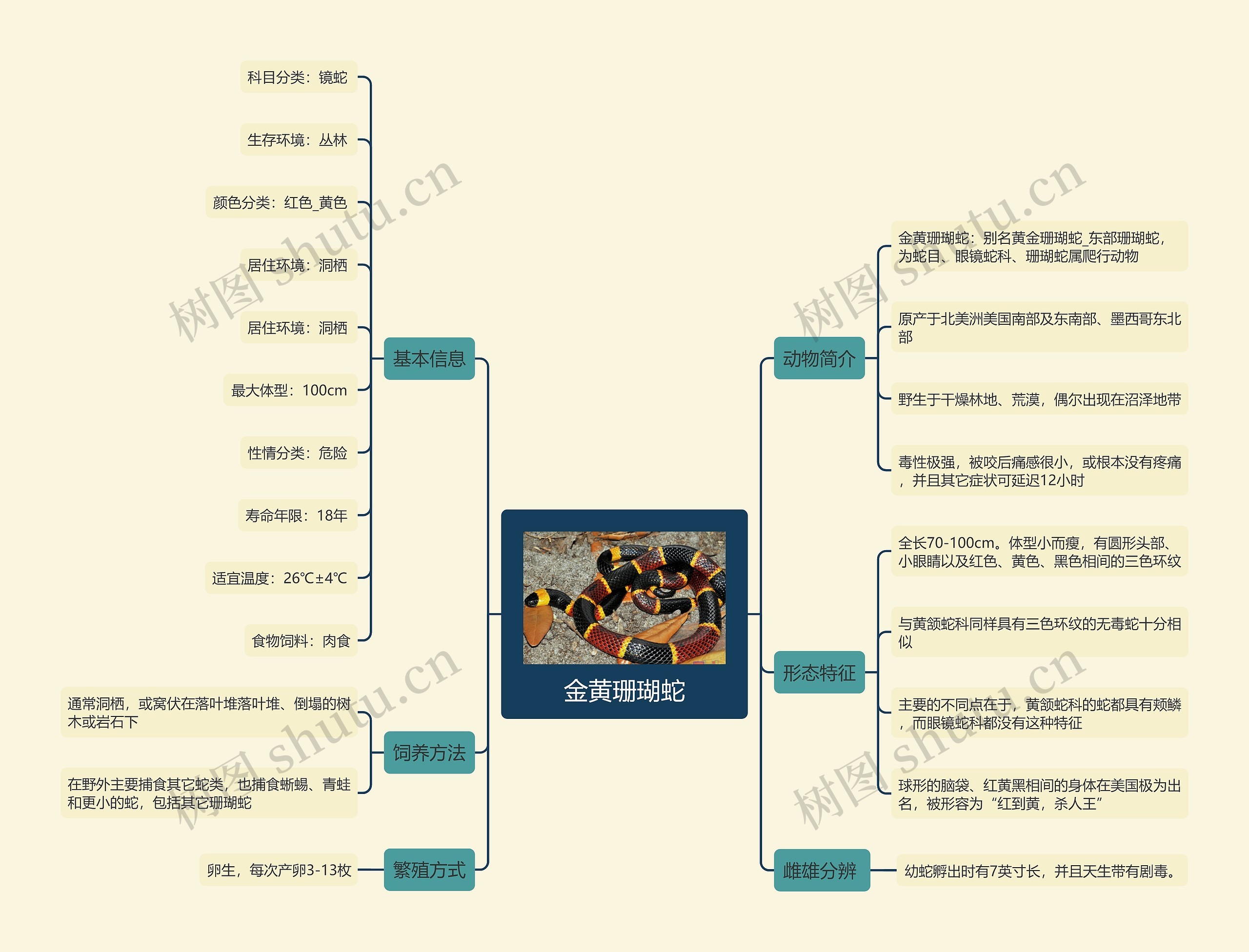 金黄珊瑚蛇思维导图