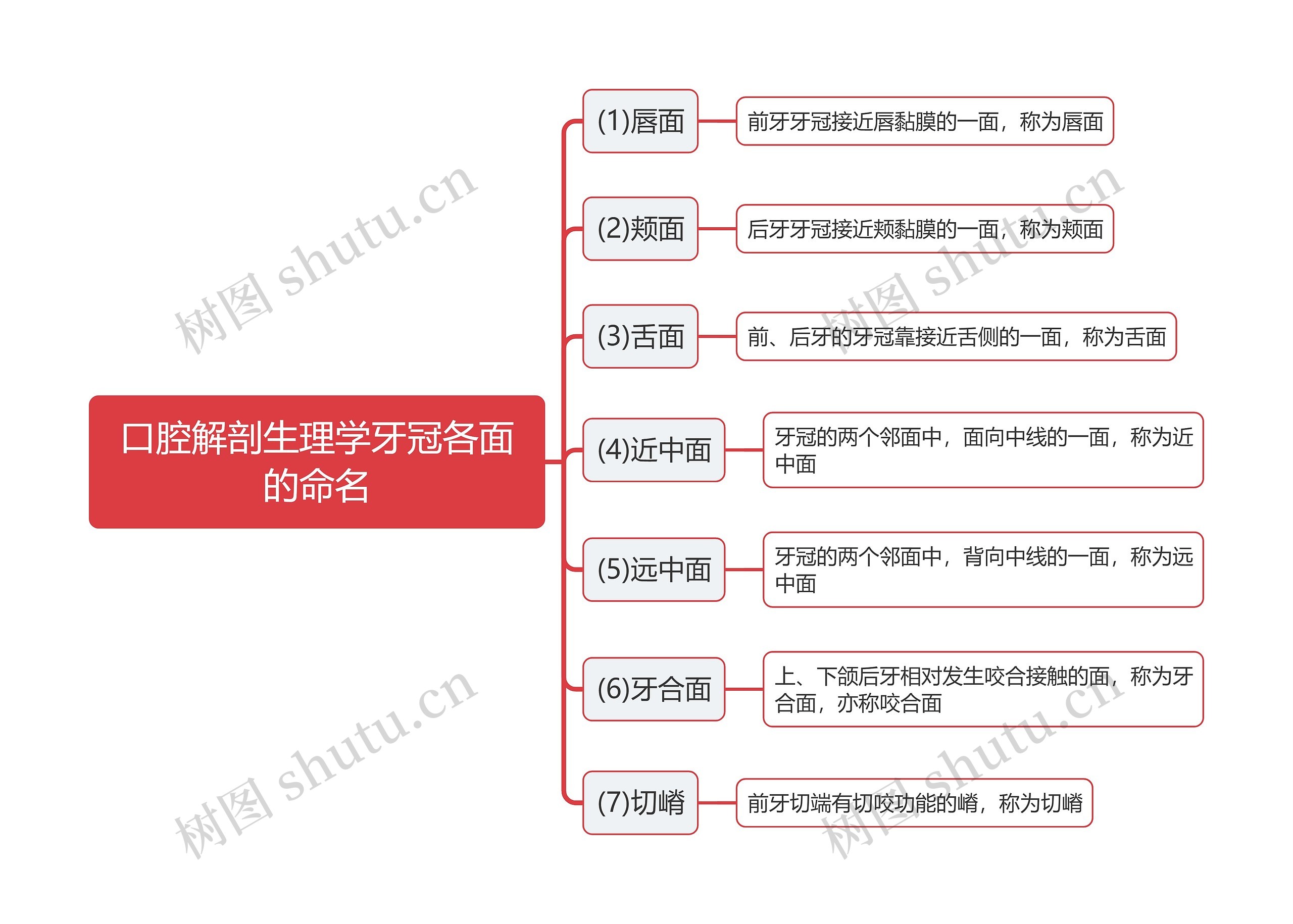 口腔解剖生理学牙冠各面的命名思维导图 口腔解剖生理学牙冠各面的命名思维导图