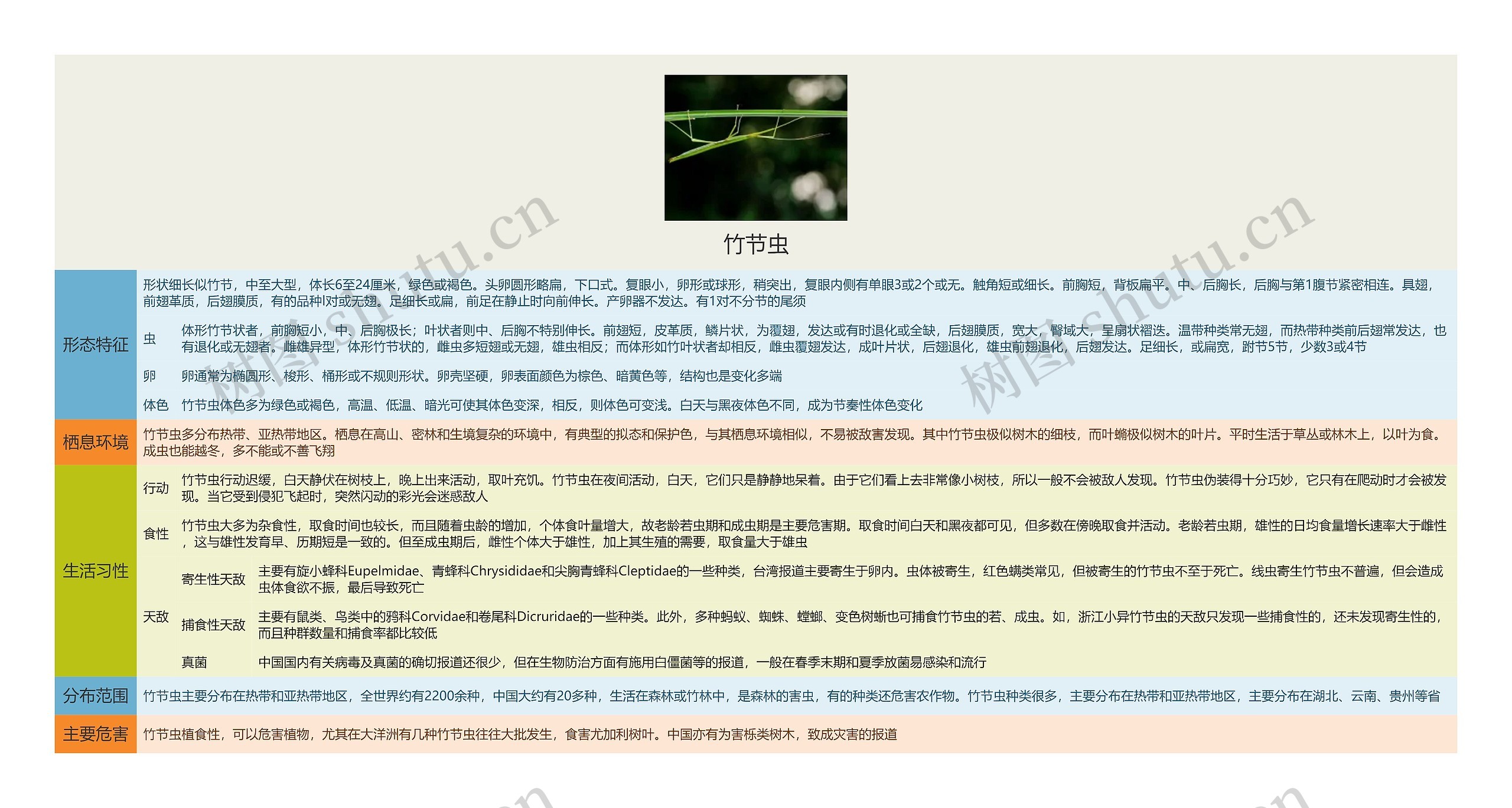竹节虫思维导图