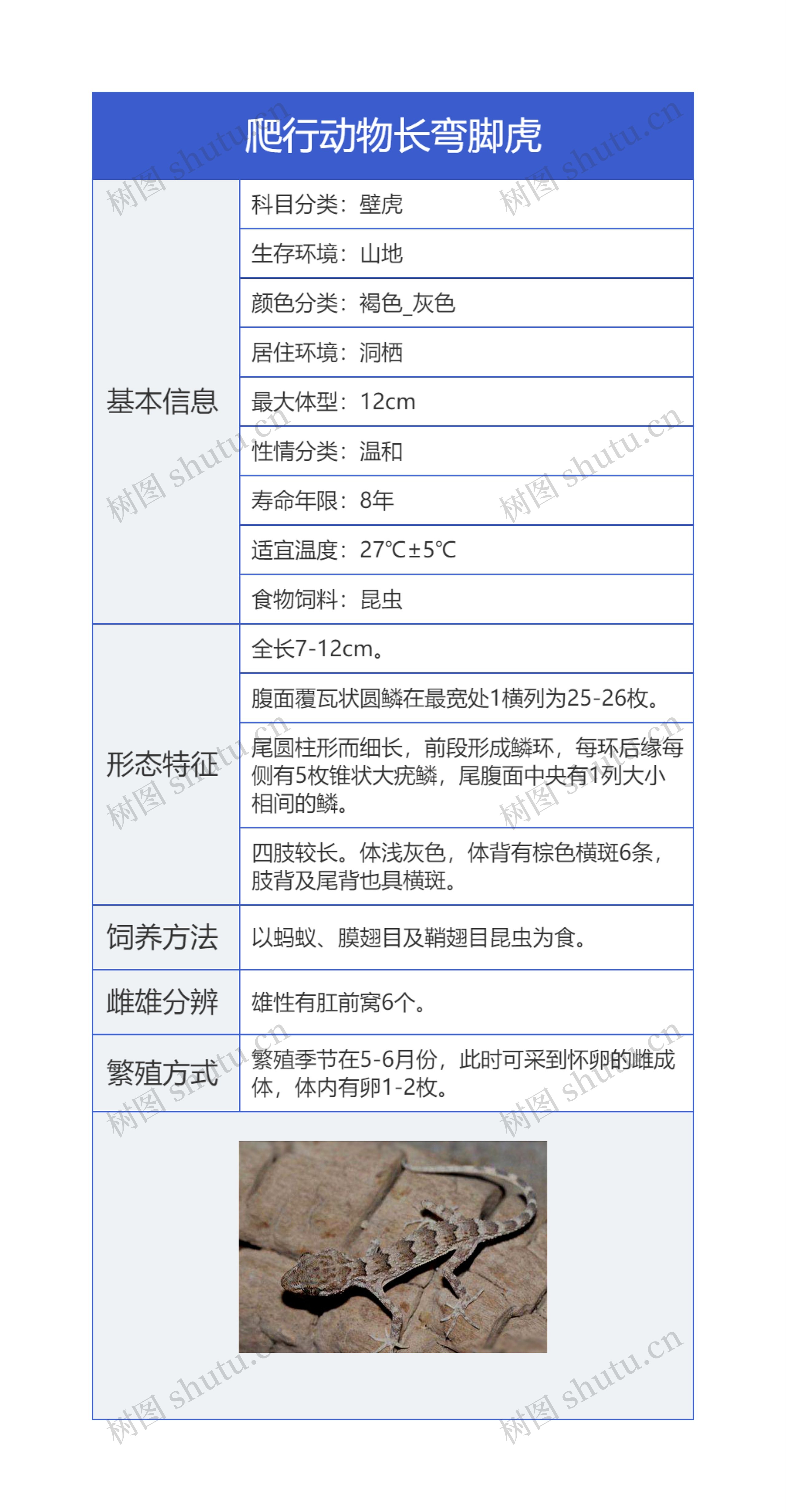 爬行动物长弯脚虎