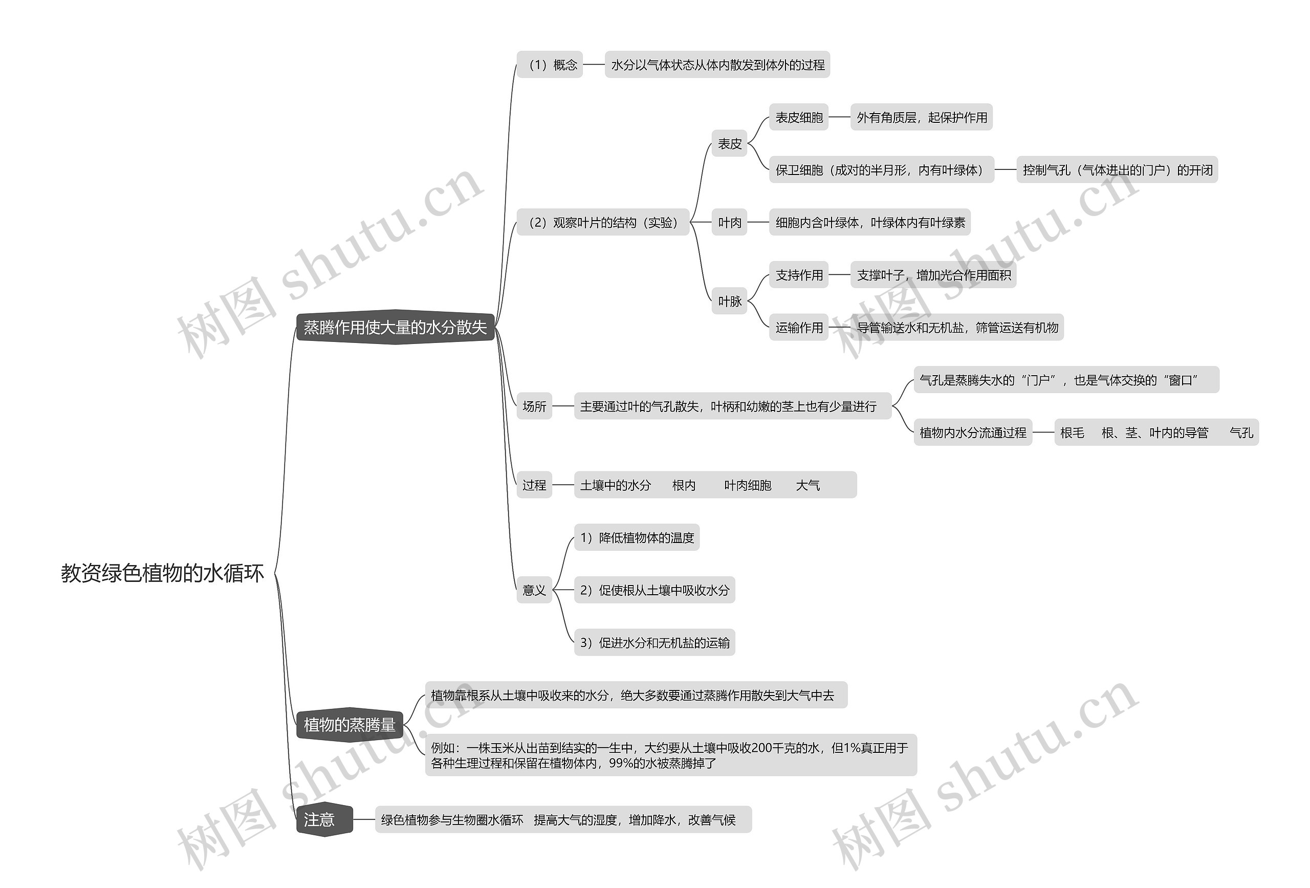 教资绿色植物的水循环思维导图