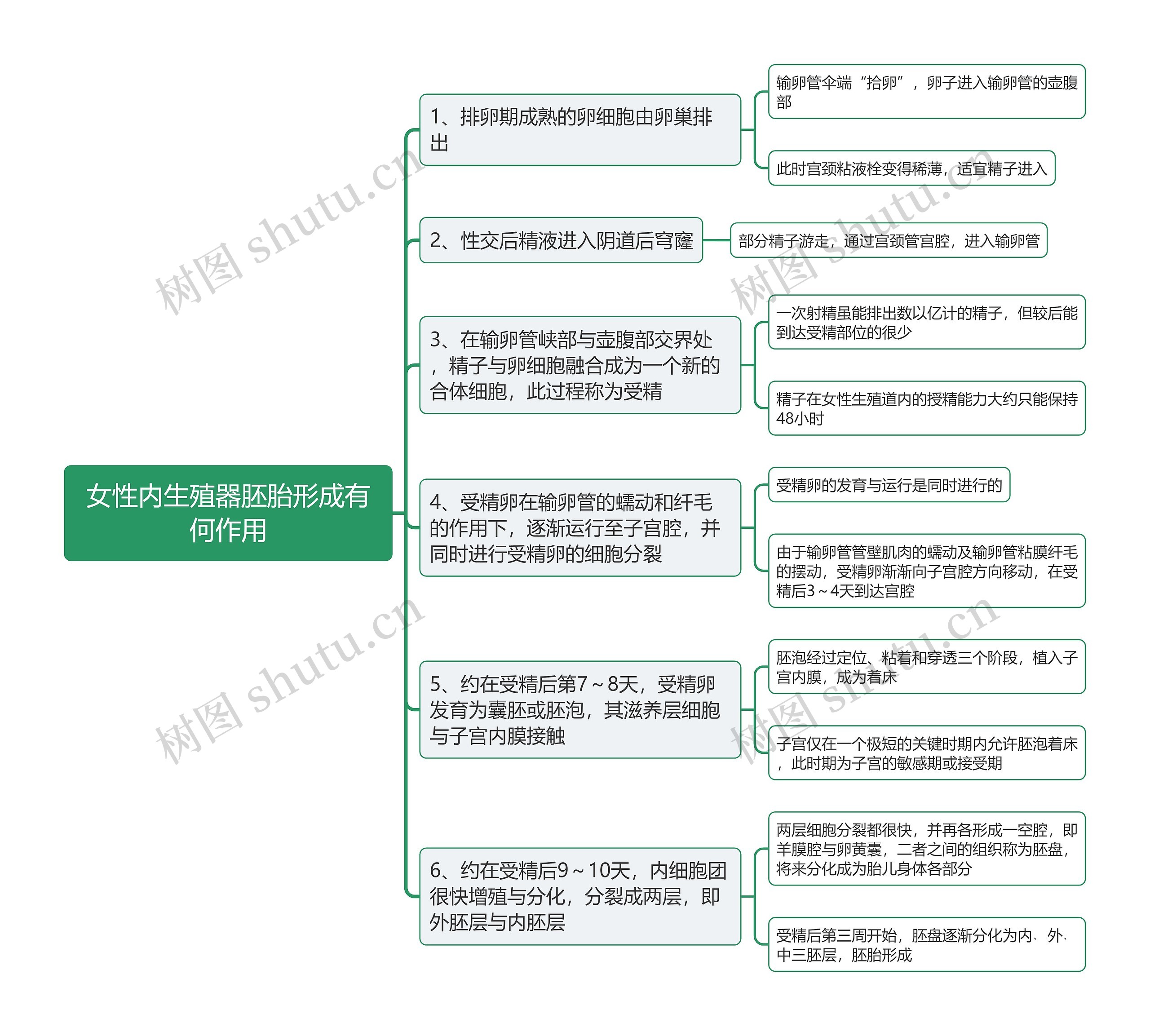 女性内生殖器胚胎形成有何作用思维导图