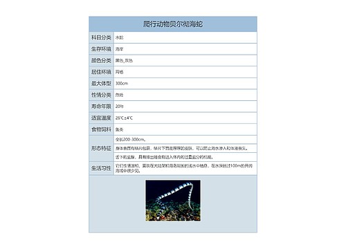 爬行动物贝尔彻海蛇