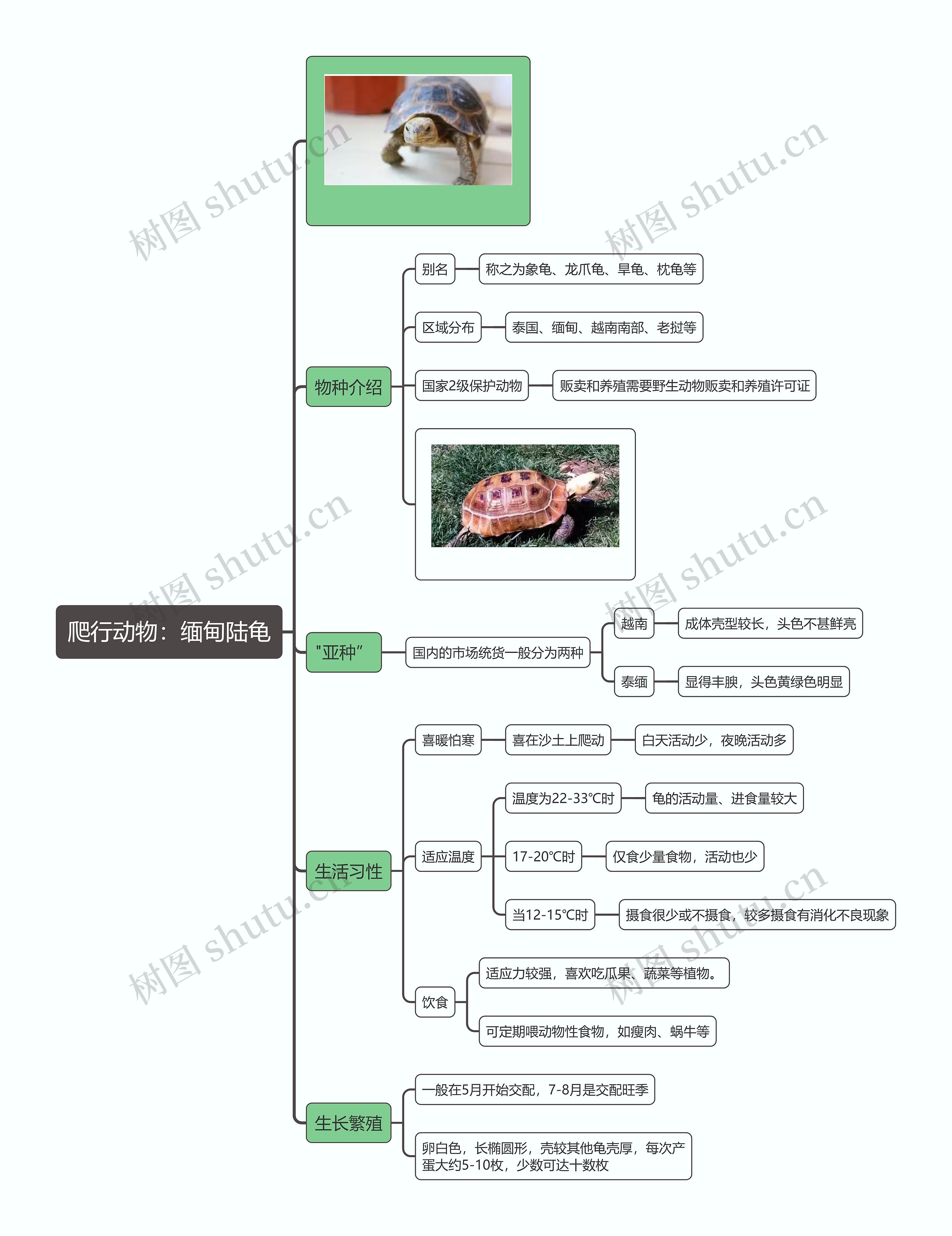 爬行动物：缅甸陆龟思维导图