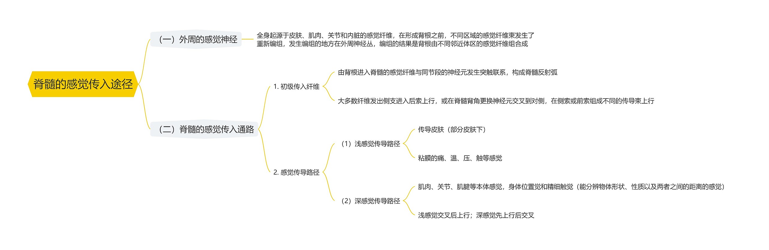 脊髓的感觉传入途径思维导图