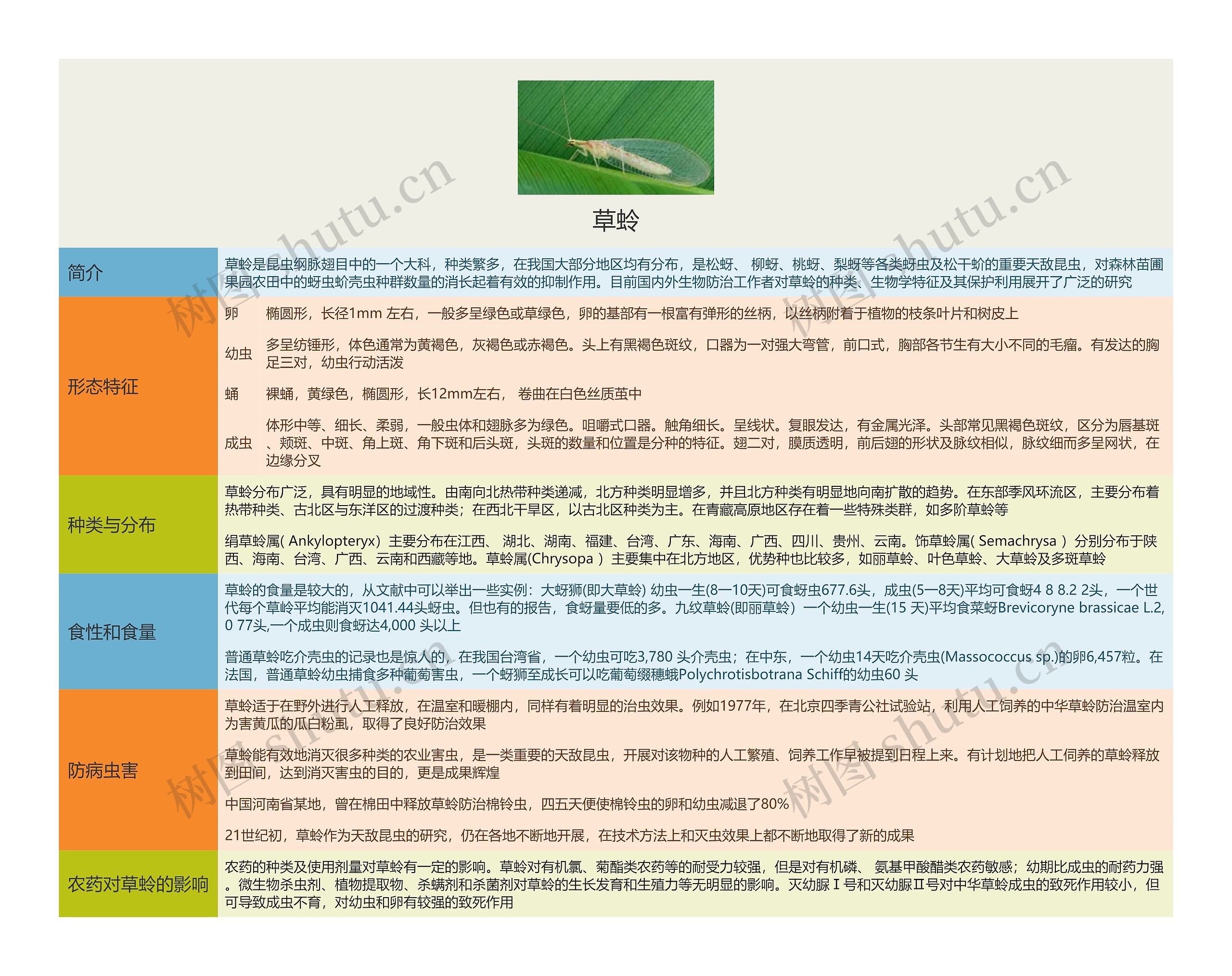 草蛉思维导图