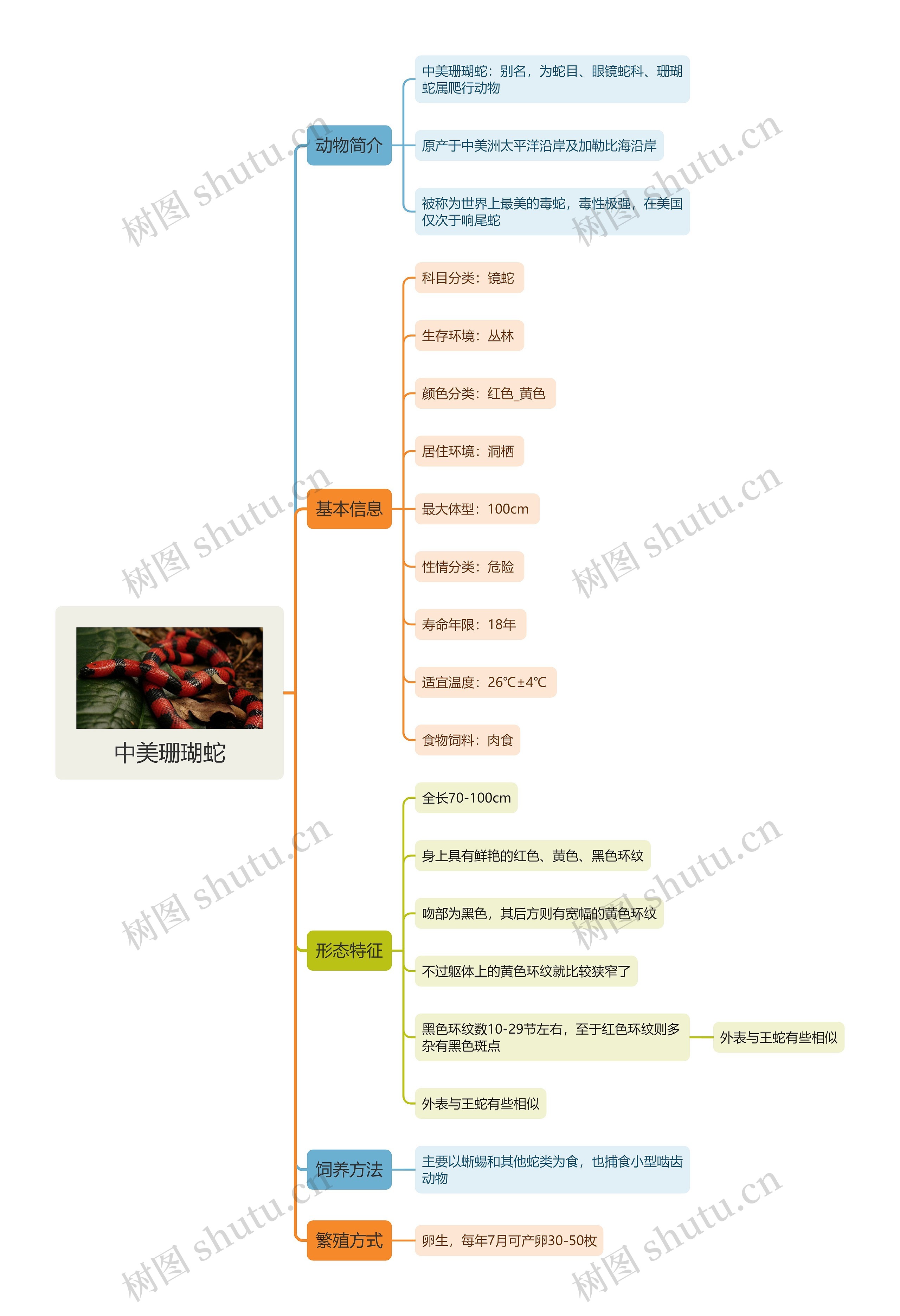 中美珊瑚蛇思维导图