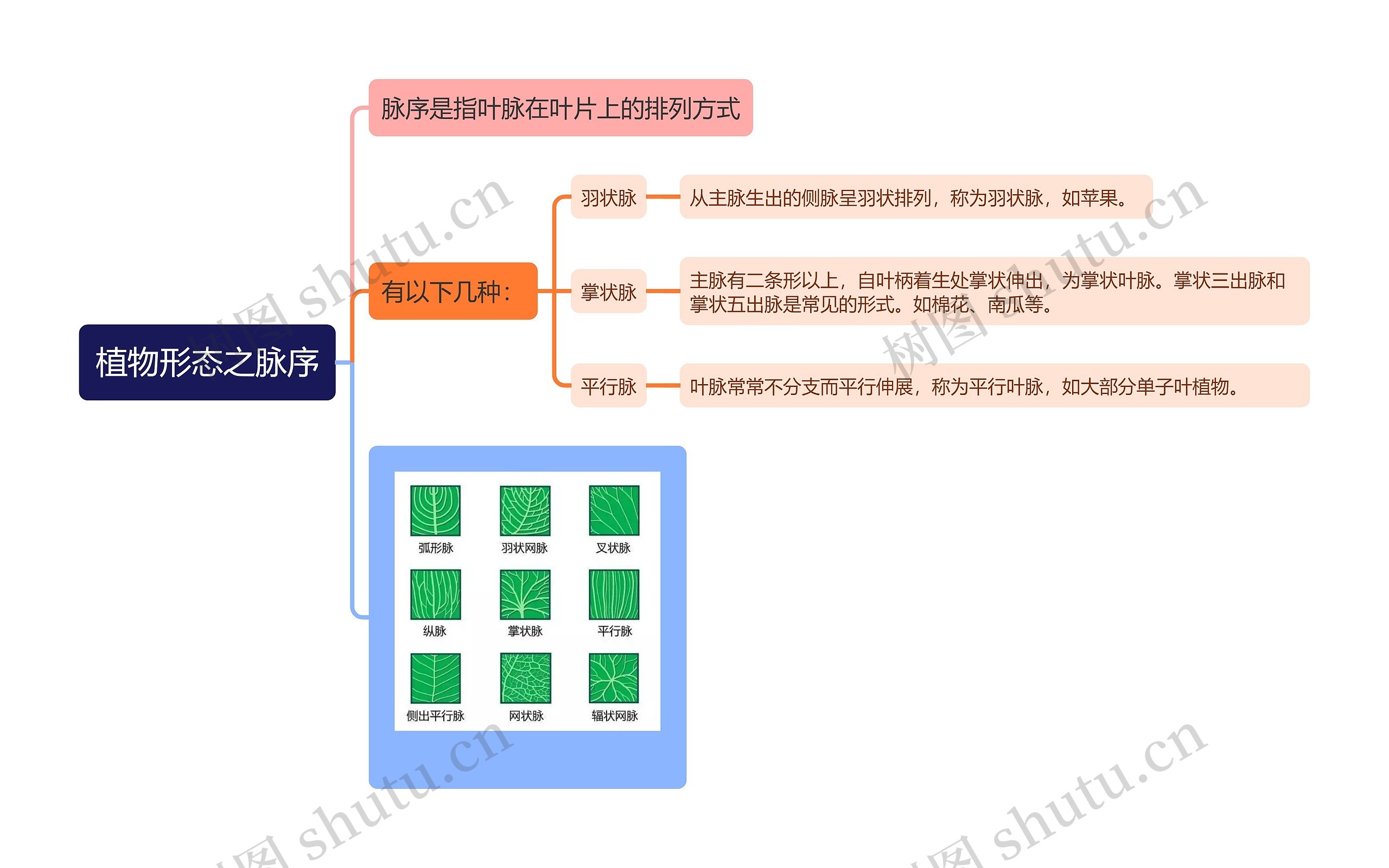 植物形态之脉序思维导图