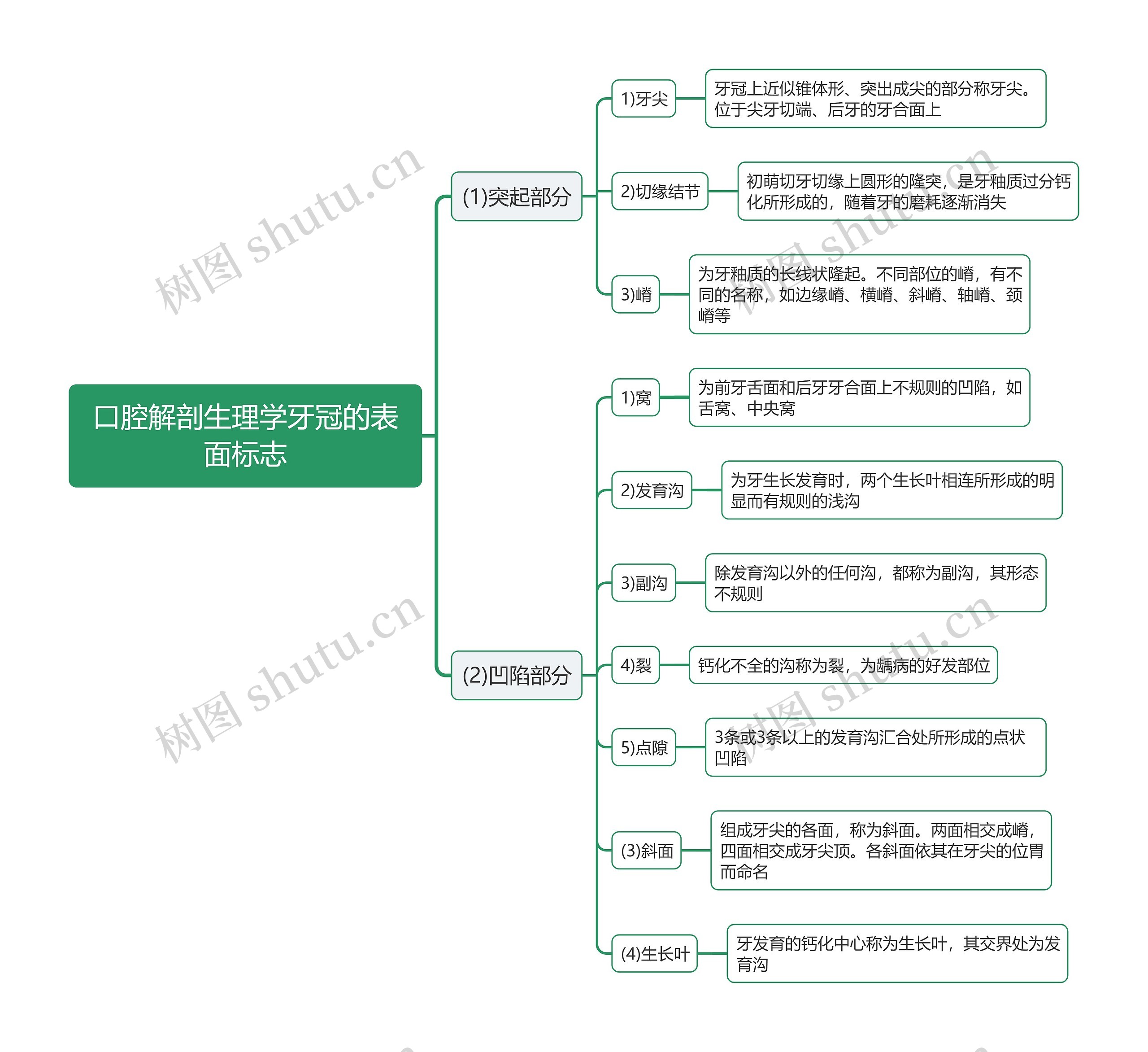 口腔解剖生理学牙冠的表面标志思维导图 口腔解剖生理学牙冠的表面标志思维导图