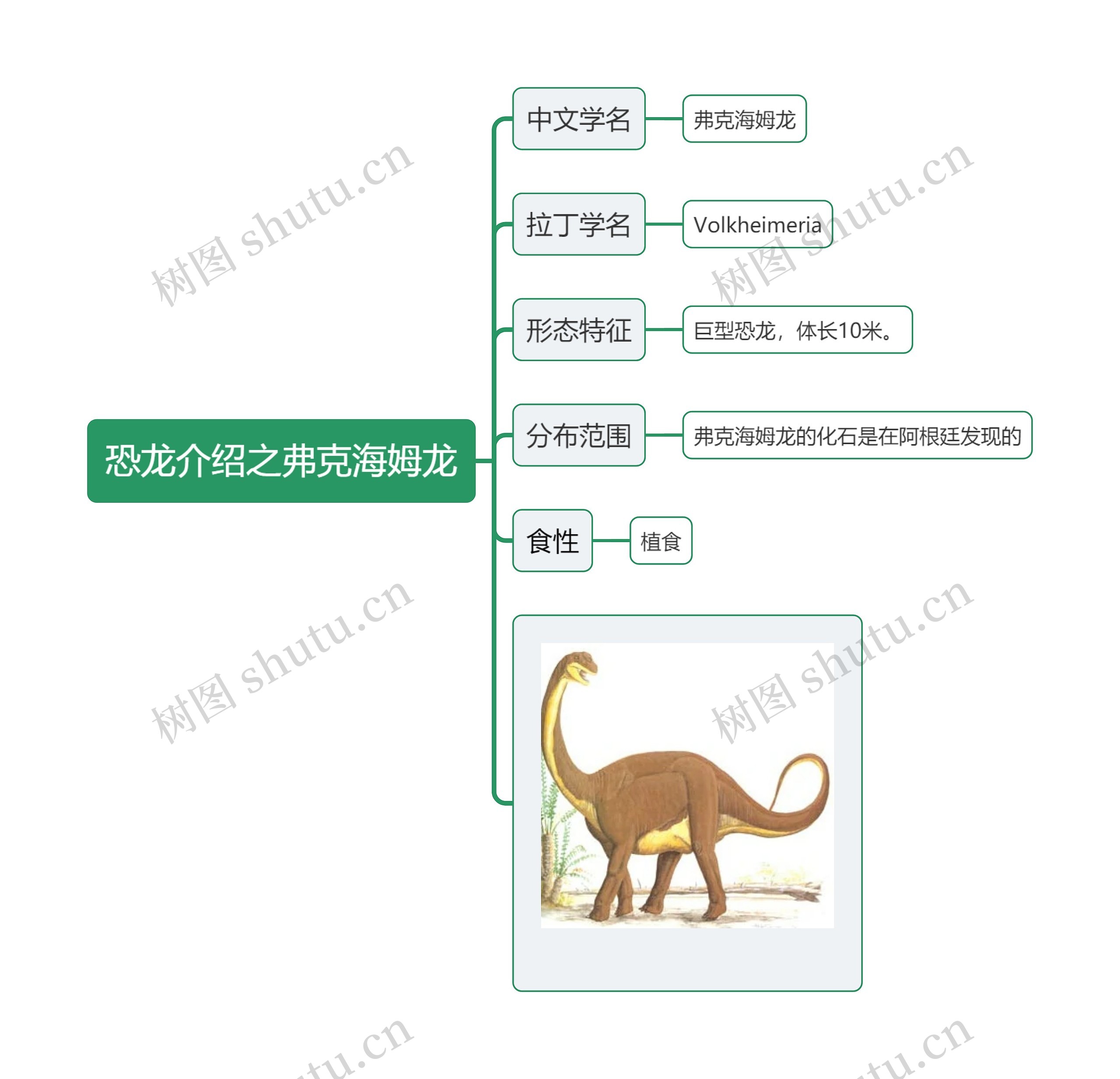 恐龙介绍之弗克海姆龙思维导图