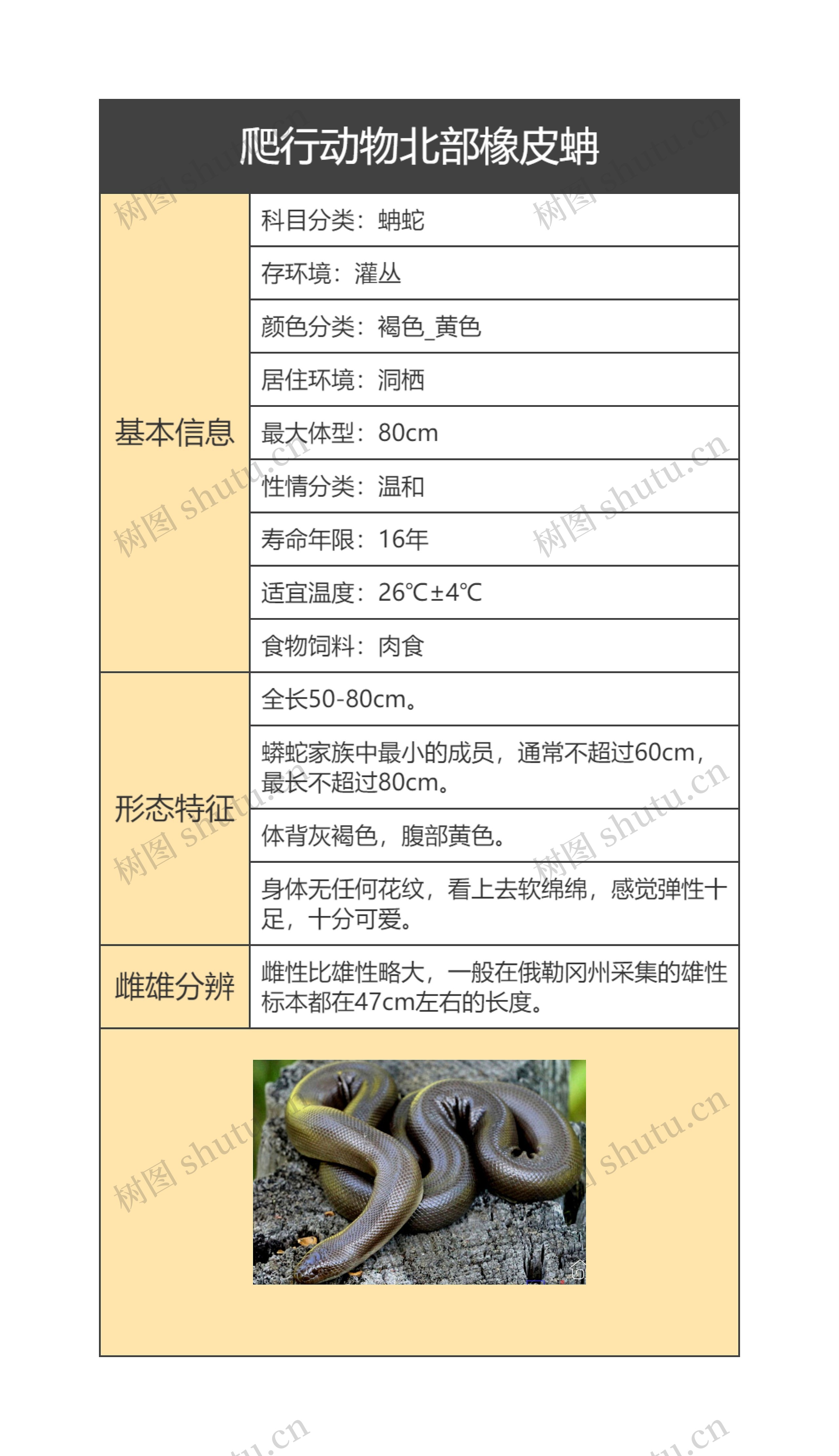 爬行动物北部橡皮蚺思维导图