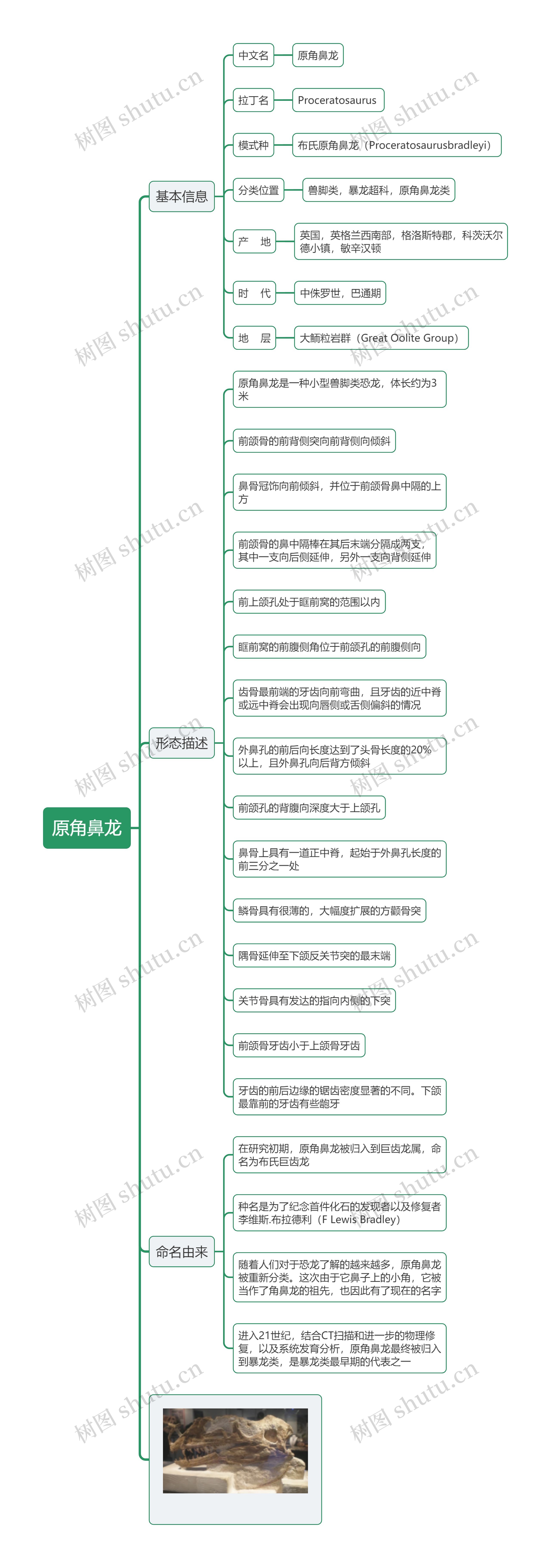 原角鼻龙思维导图