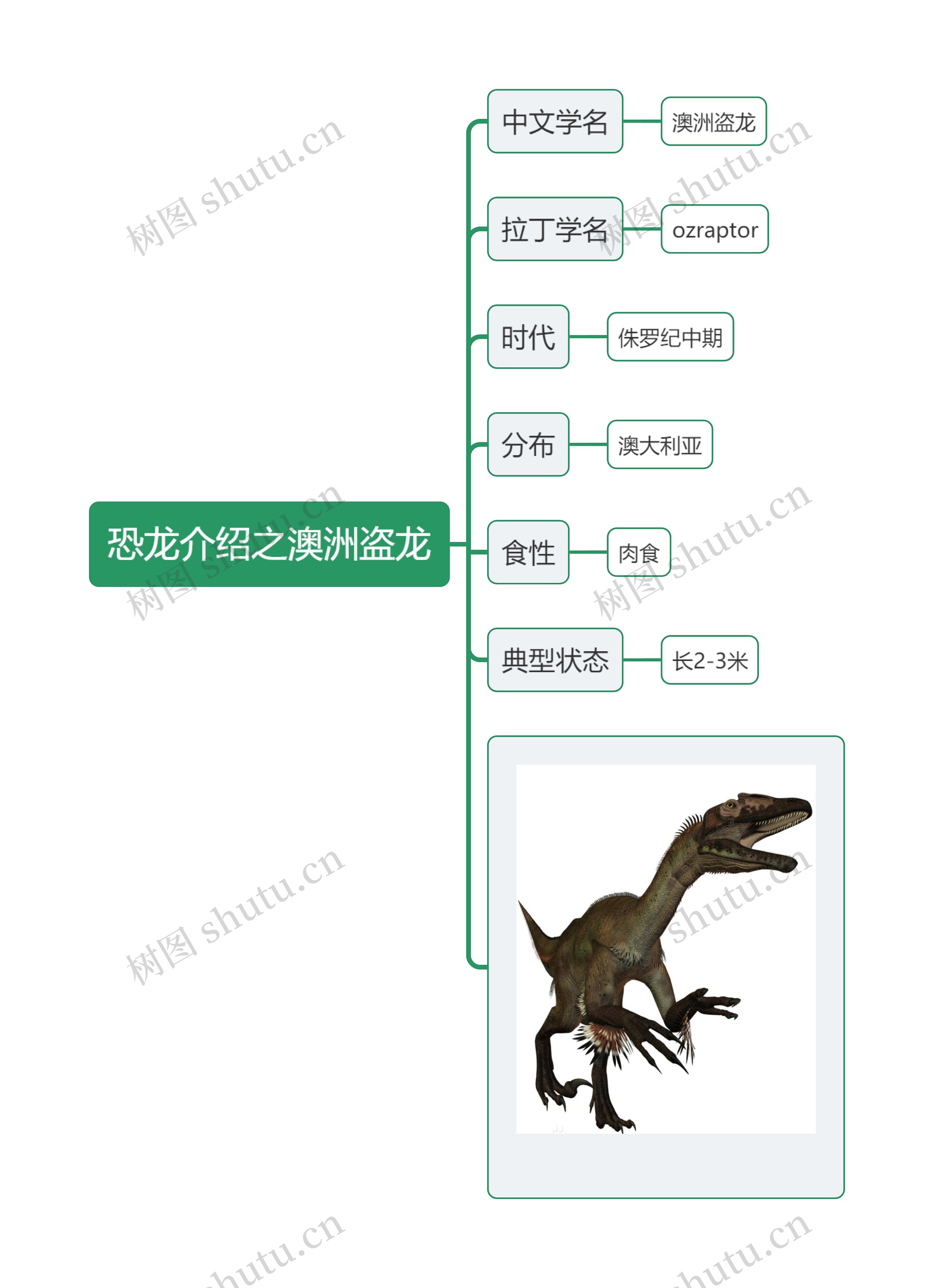 恐龙介绍之澳洲盗龙思维导图
