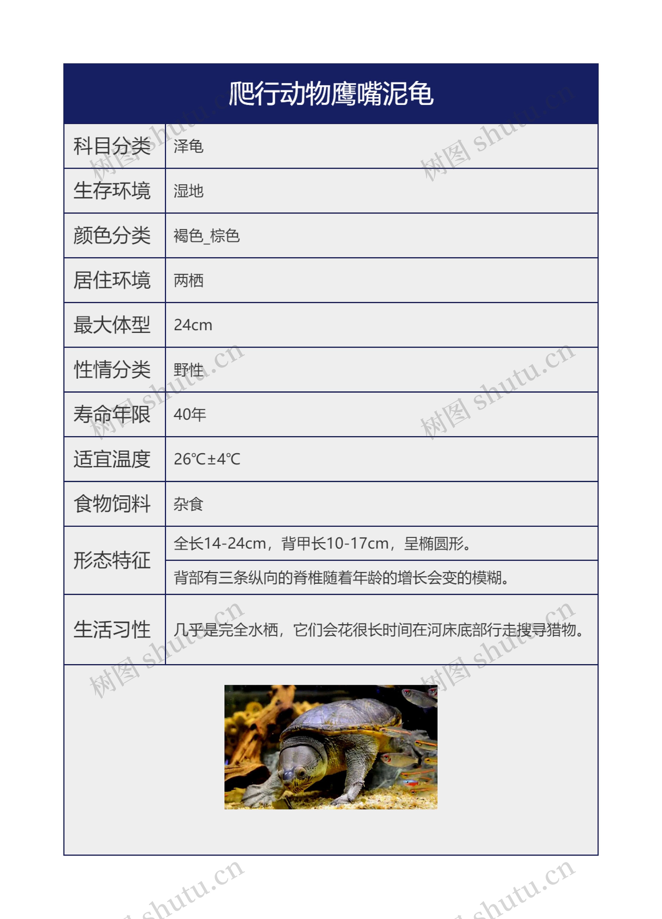 爬行动物鹰嘴泥龟