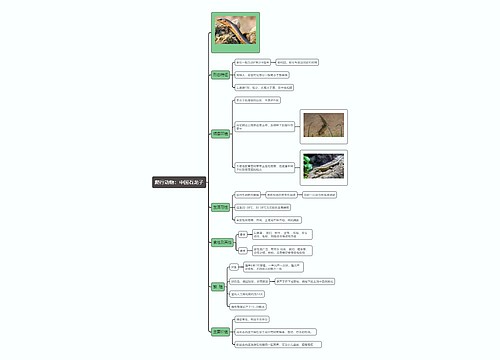 爬行动物：中国石龙子