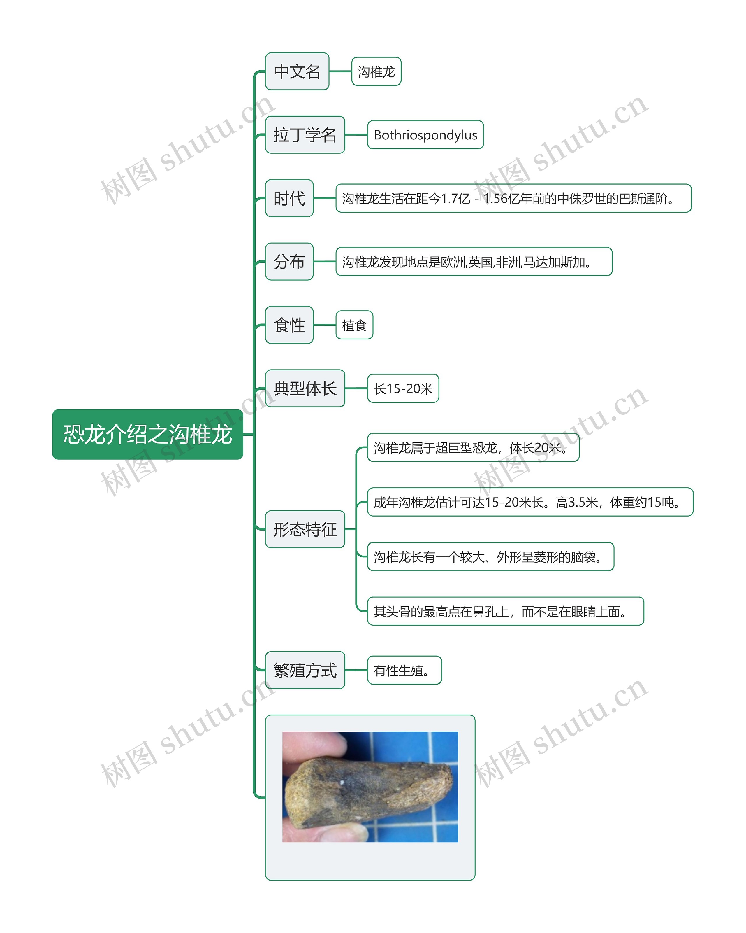 恐龙介绍之沟椎龙思维导图高清图 恐龙介绍之沟椎龙思维导图