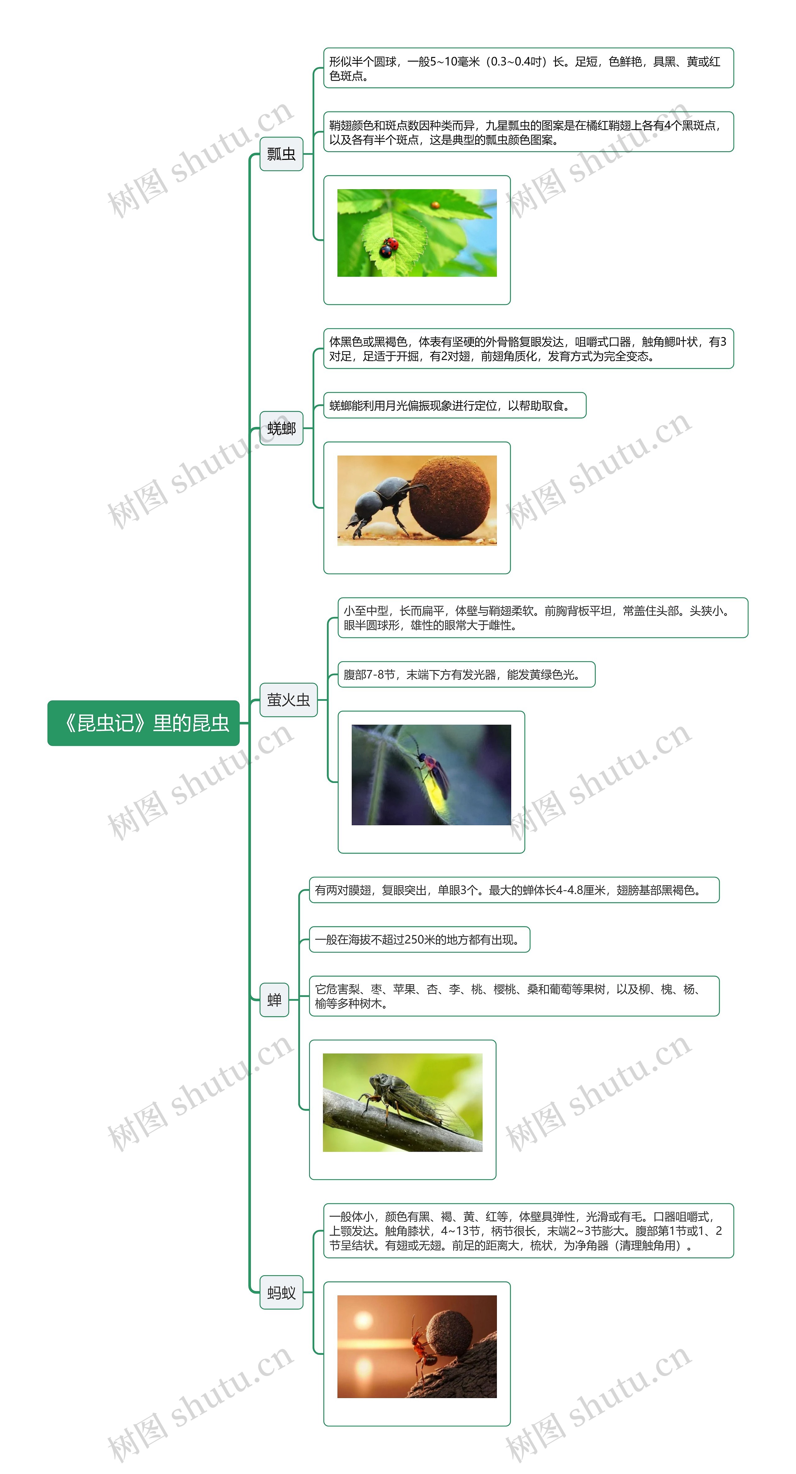 《昆虫记》里的昆虫思维导图