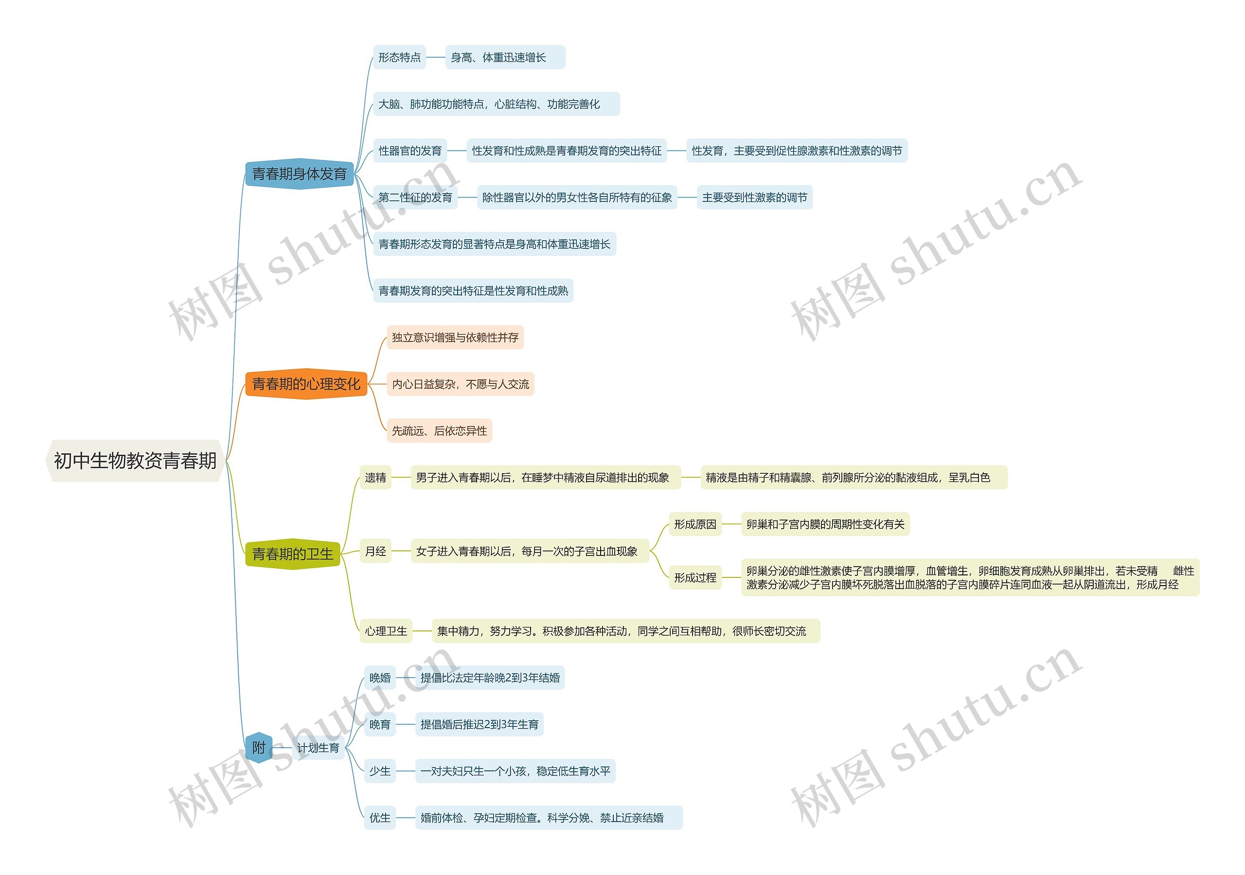 初中生物教资青春期思维导图