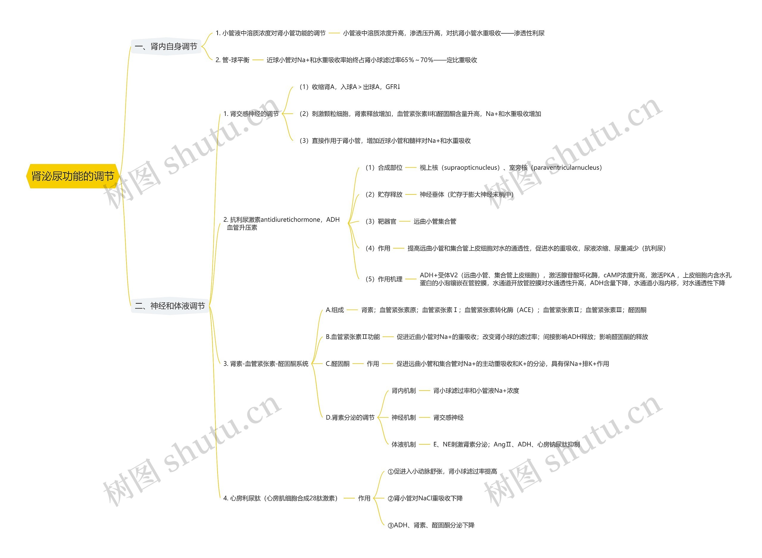 肾泌尿功能的调节思维导图高清图 肾泌尿功能的调节思维导图