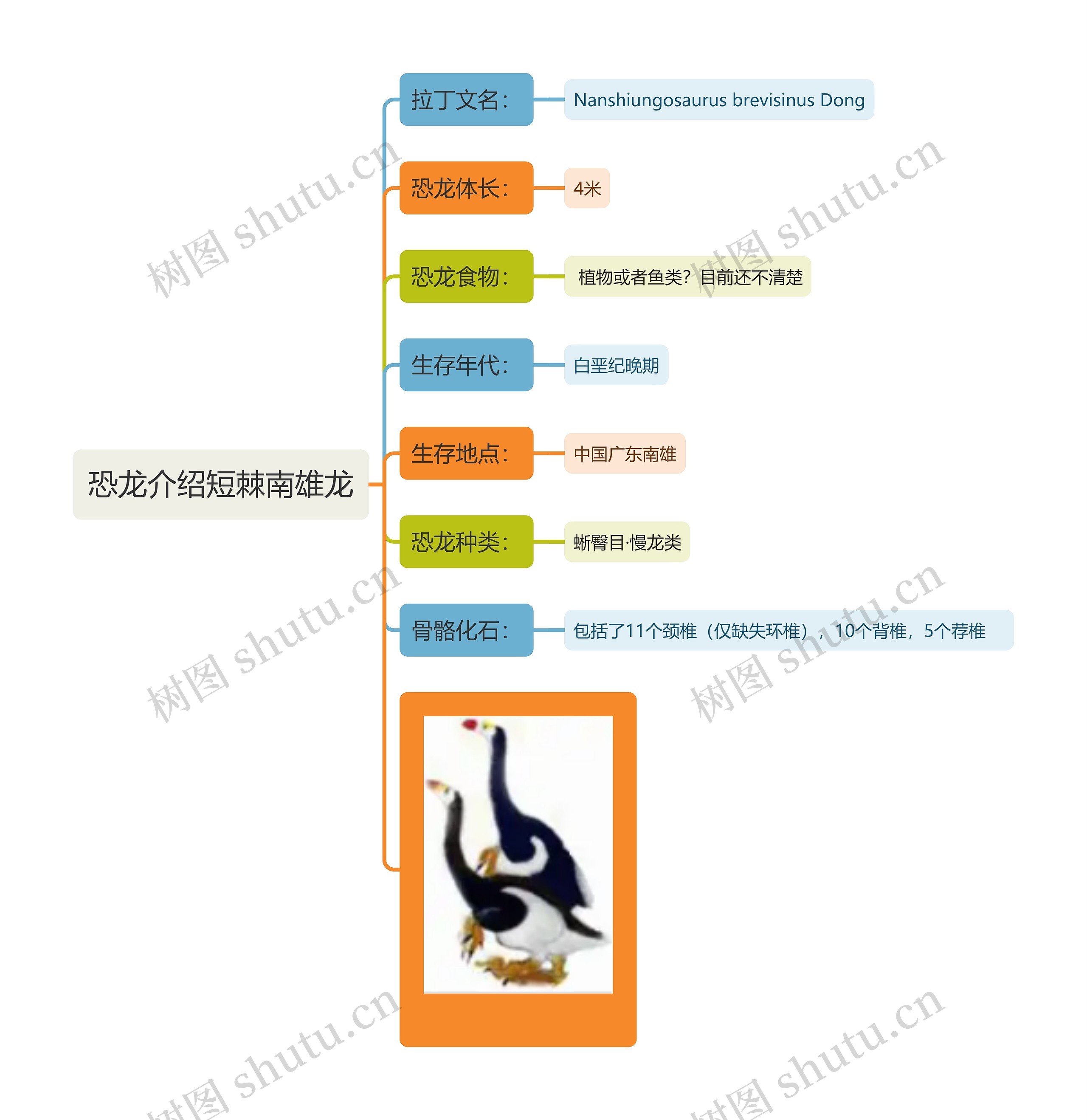 恐龙介绍短棘南雄龙思维导图