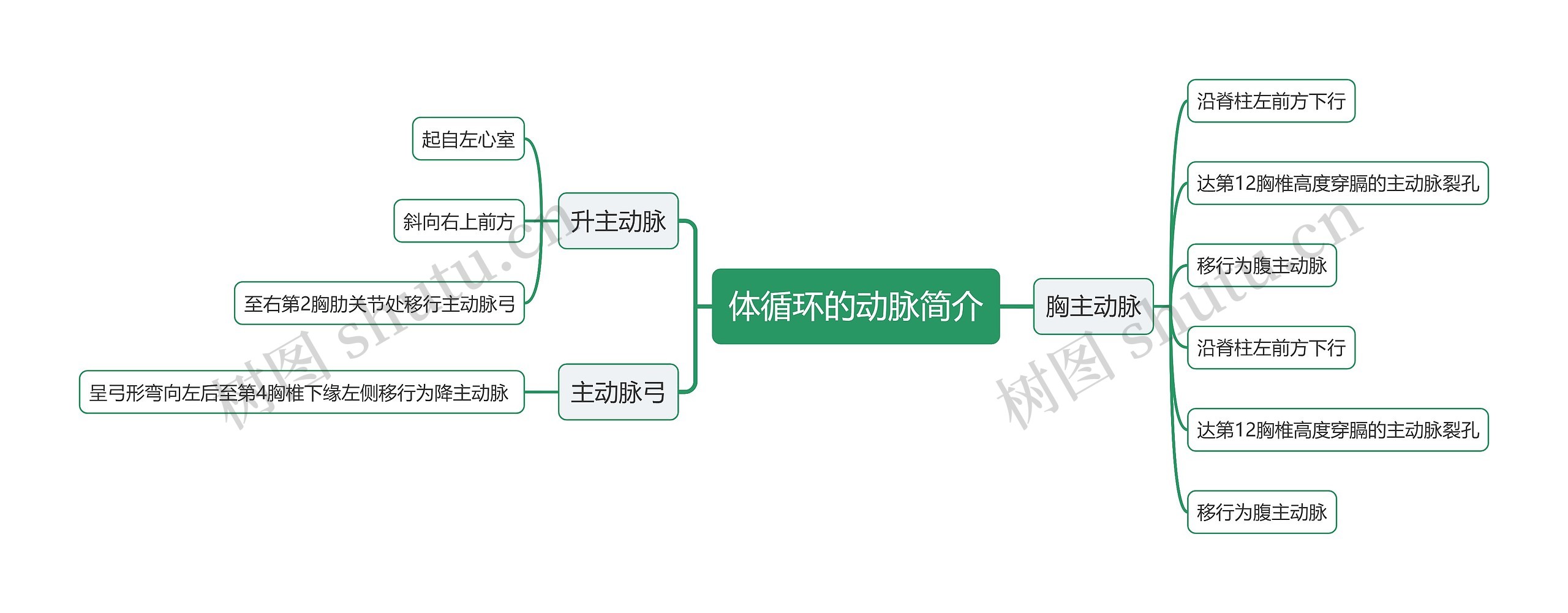 体循环的动脉简介思维导图
