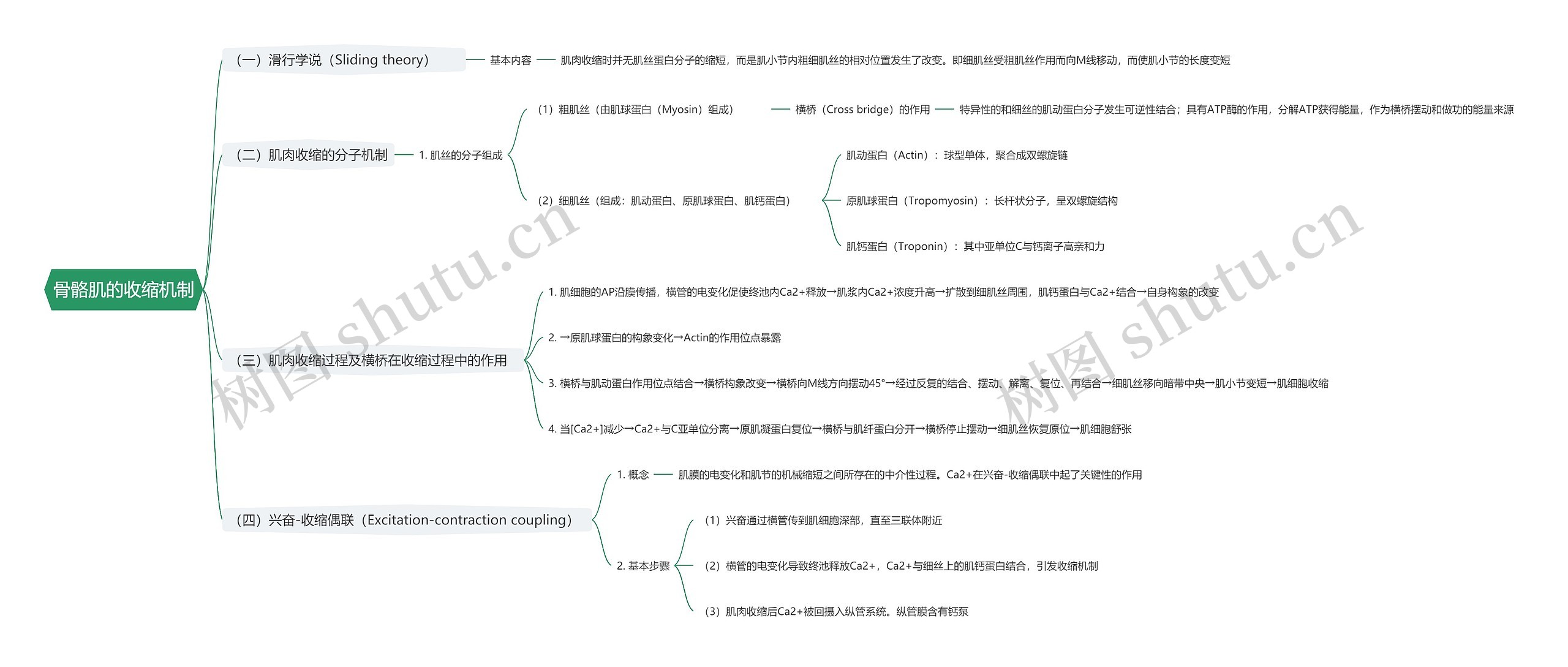 骨骼肌的收缩机制思维导图
