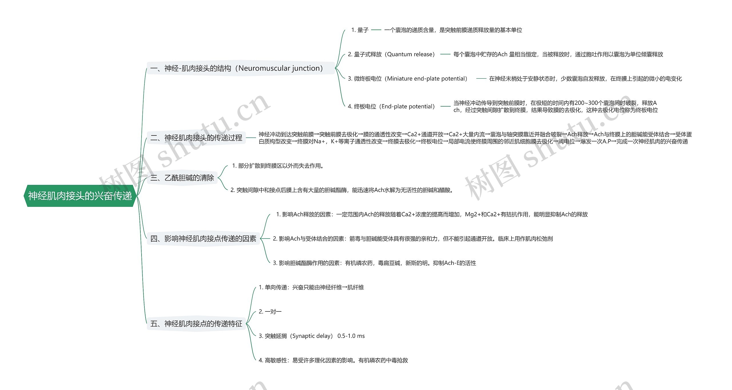 神经肌肉接头的兴奋传递思维导图