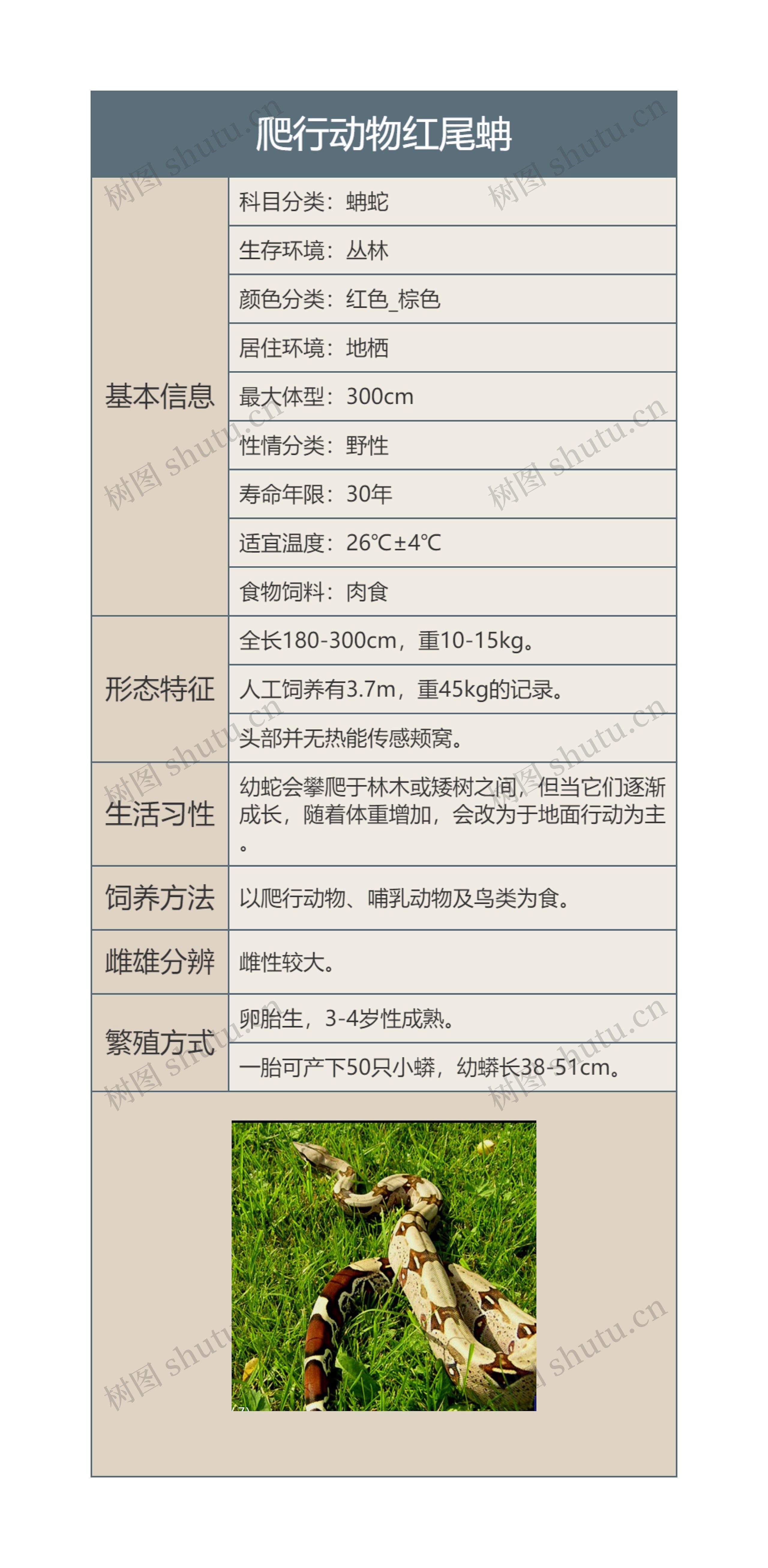 爬行动物红尾蚺思维导图