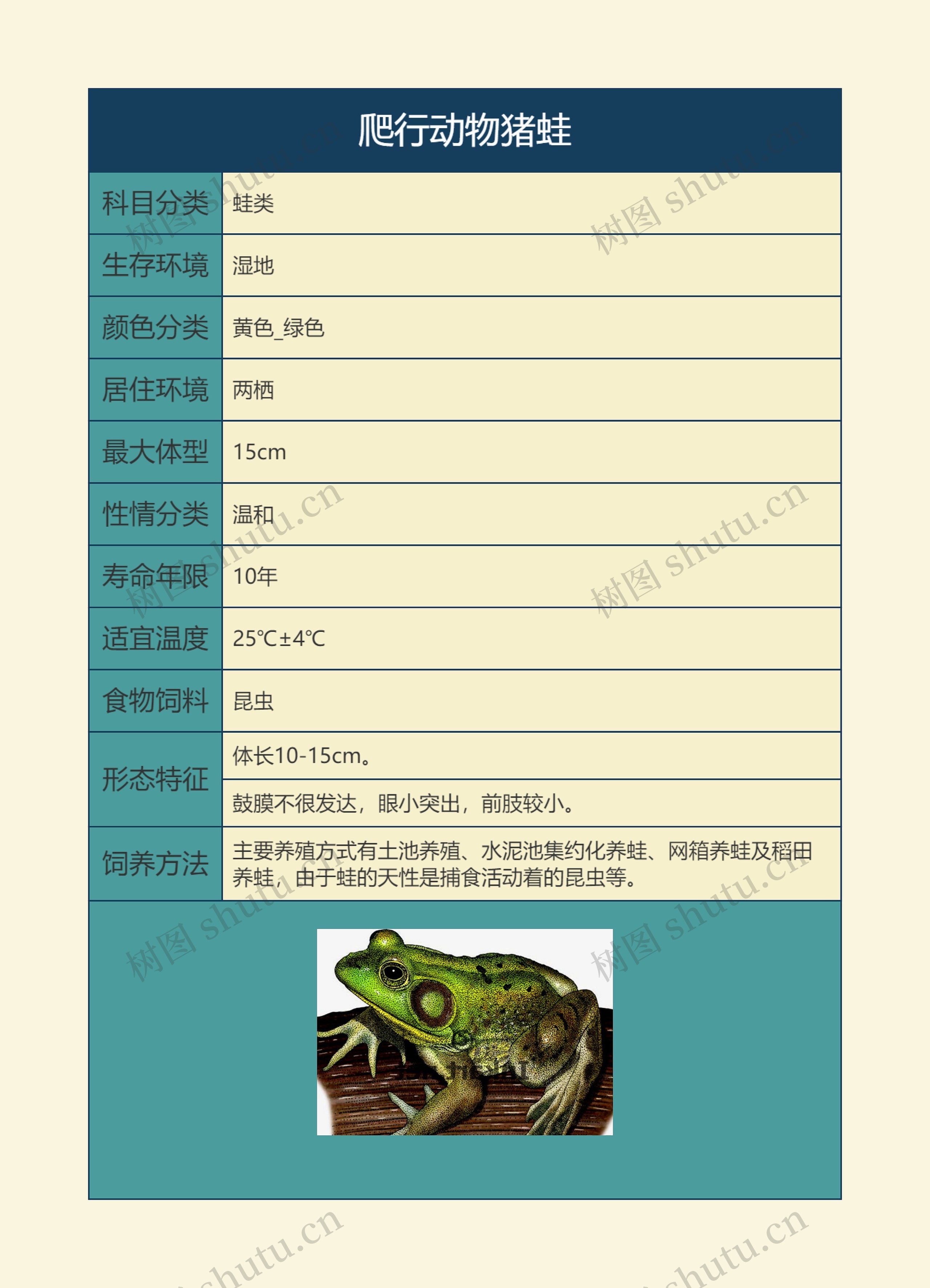 爬行动物猪蛙思维导图