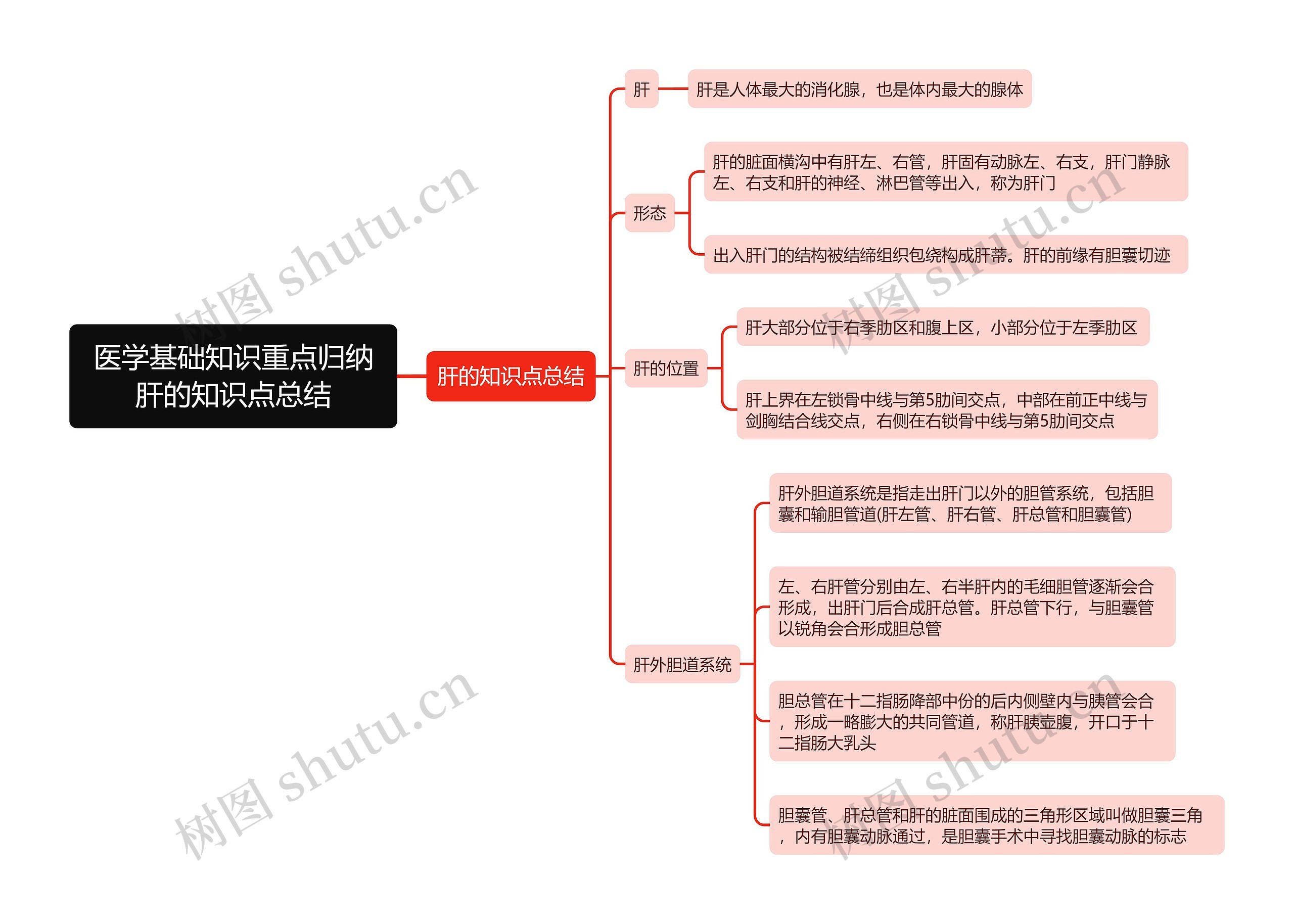 医学基础知识重点归纳肝的知识点总结思维导图