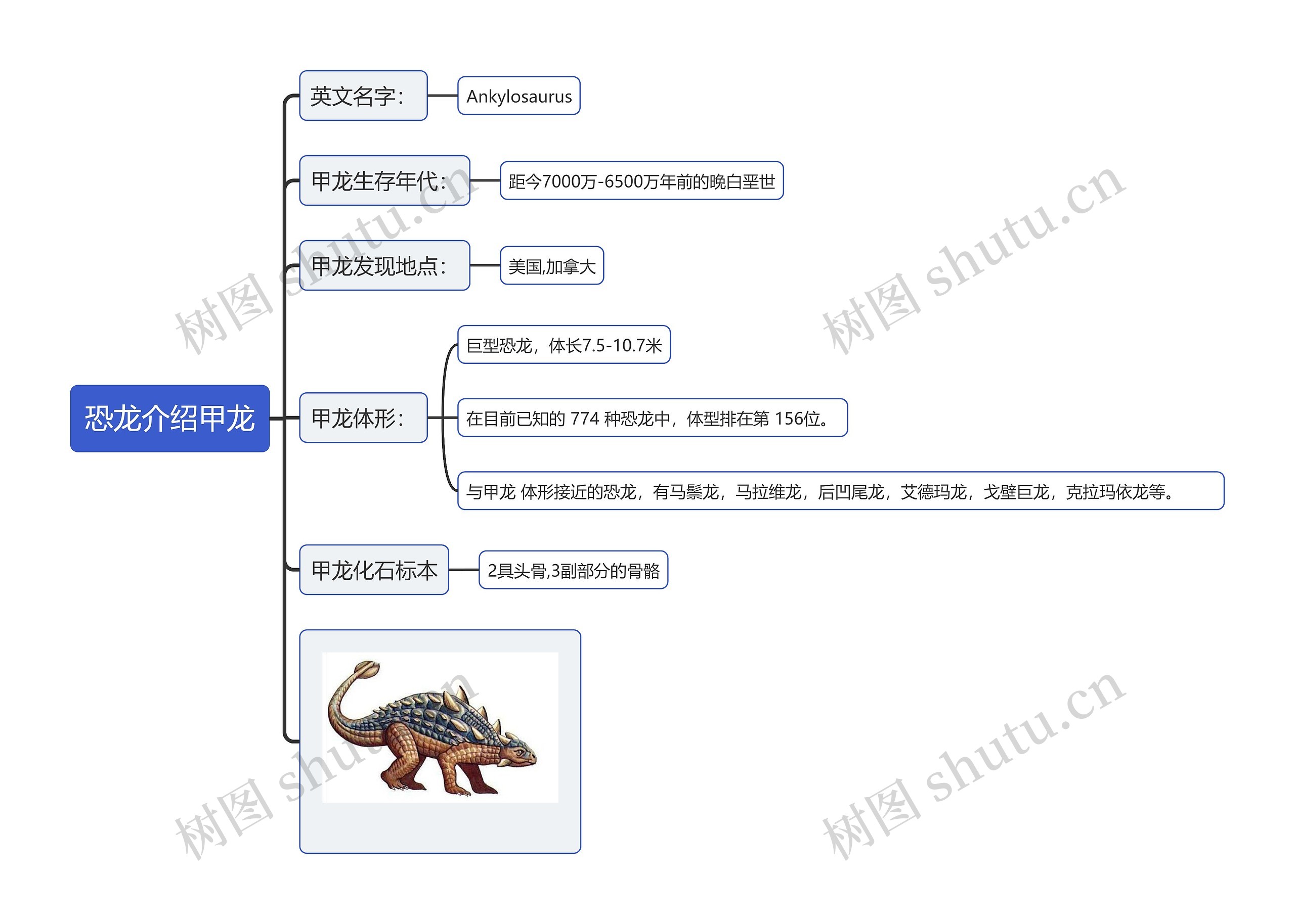 恐龙介绍甲龙思维导图