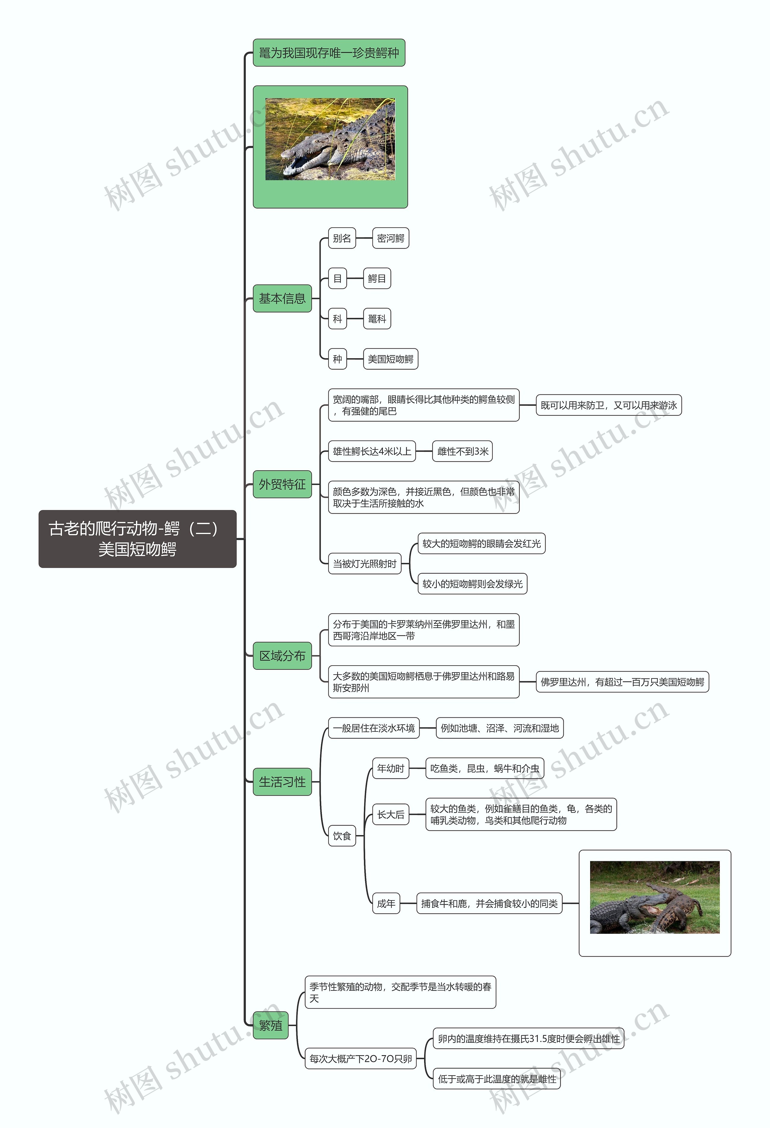 古老的爬行动物-鳄（二）美国短吻鳄